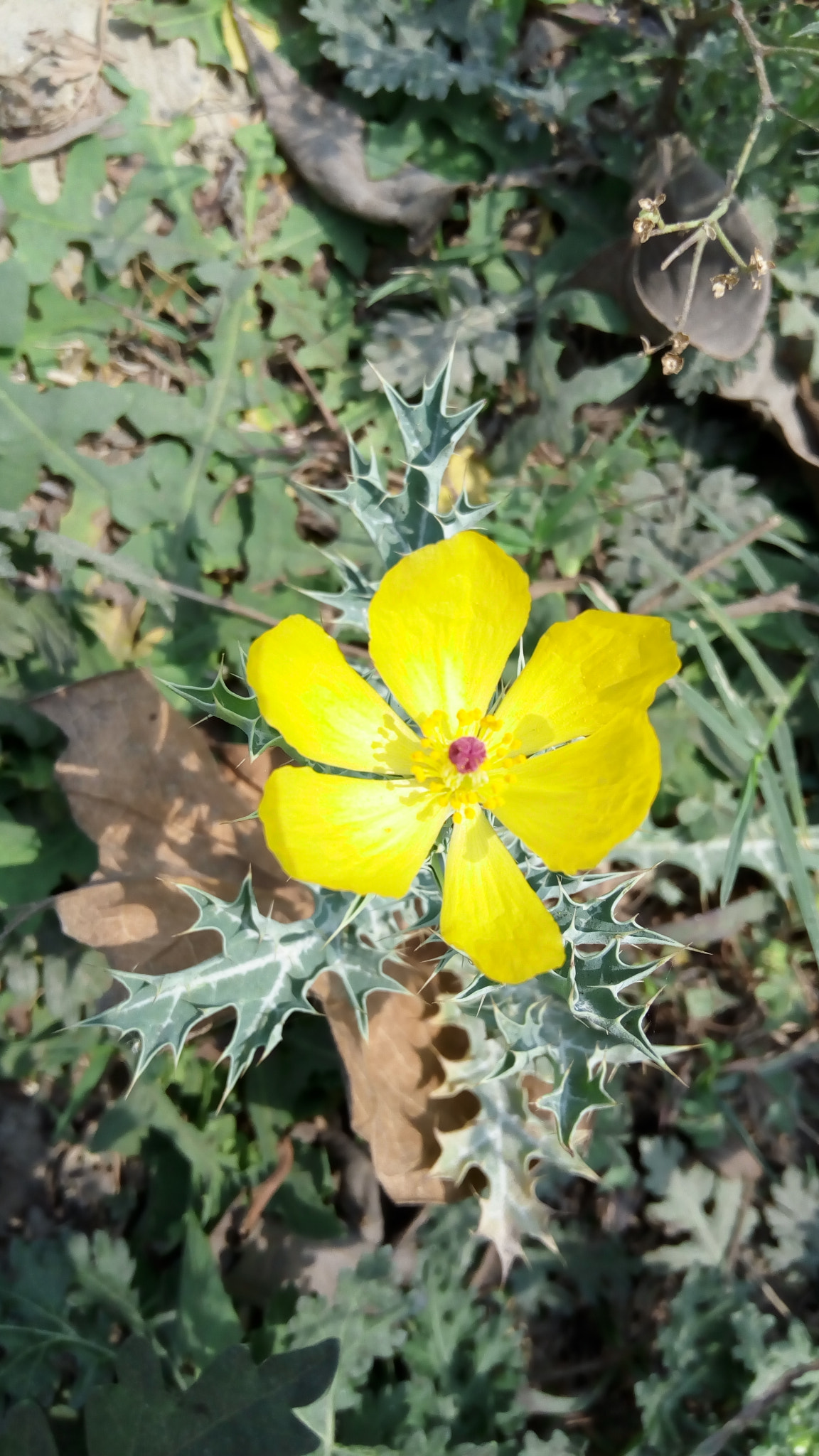Lenovo VIBE X3 LITE sample photo. Yellow bloom photography