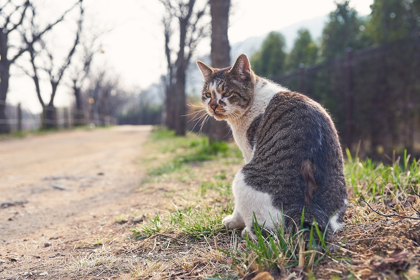 Sony a9 sample photo. Cat 길고양이 photography