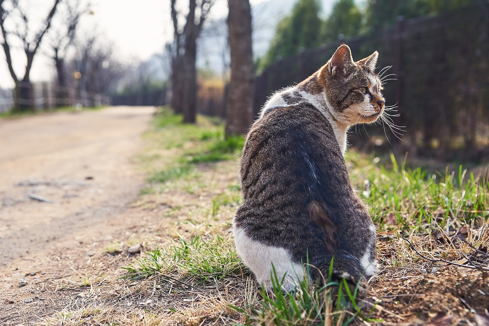Sony a9 sample photo. Cat 길고양이 photography