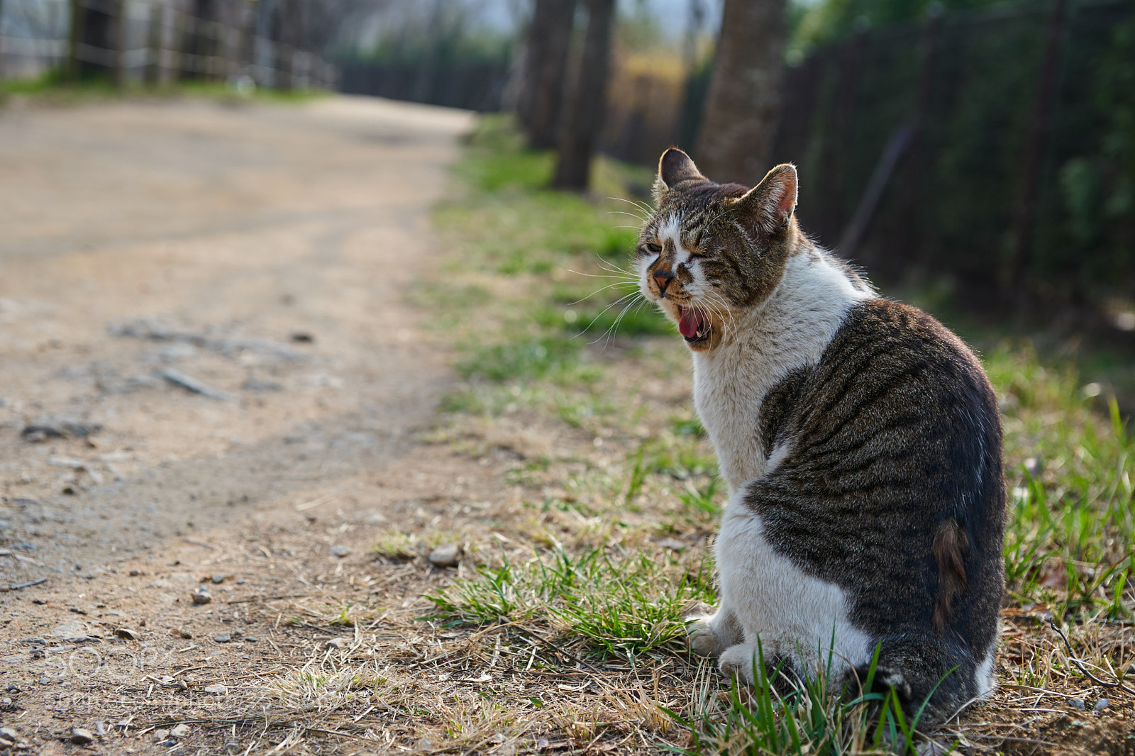 Sony a9 sample photo. Cat 길고양이 photography