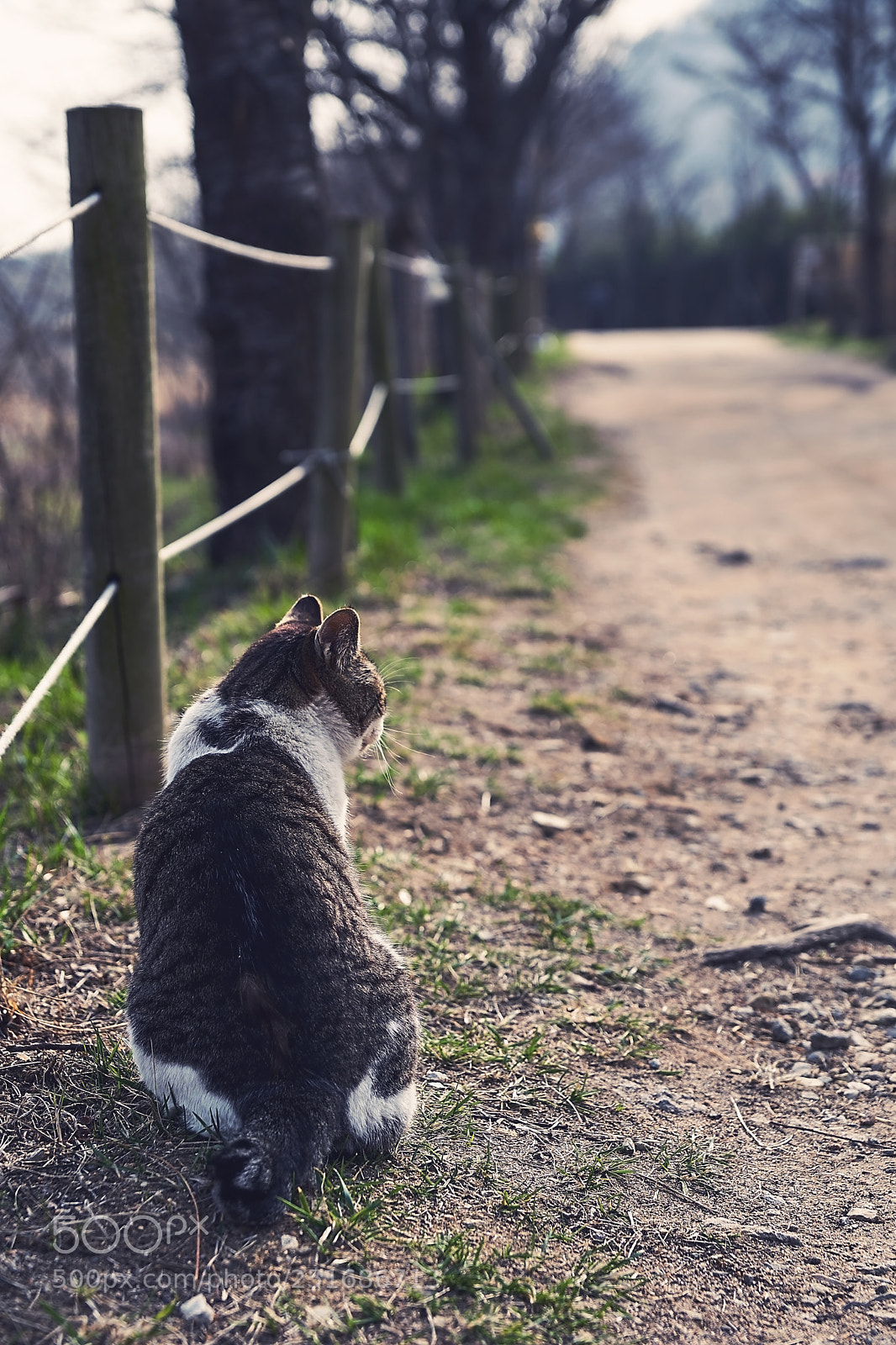 Sony a9 sample photo. Cat 길고양이 photography