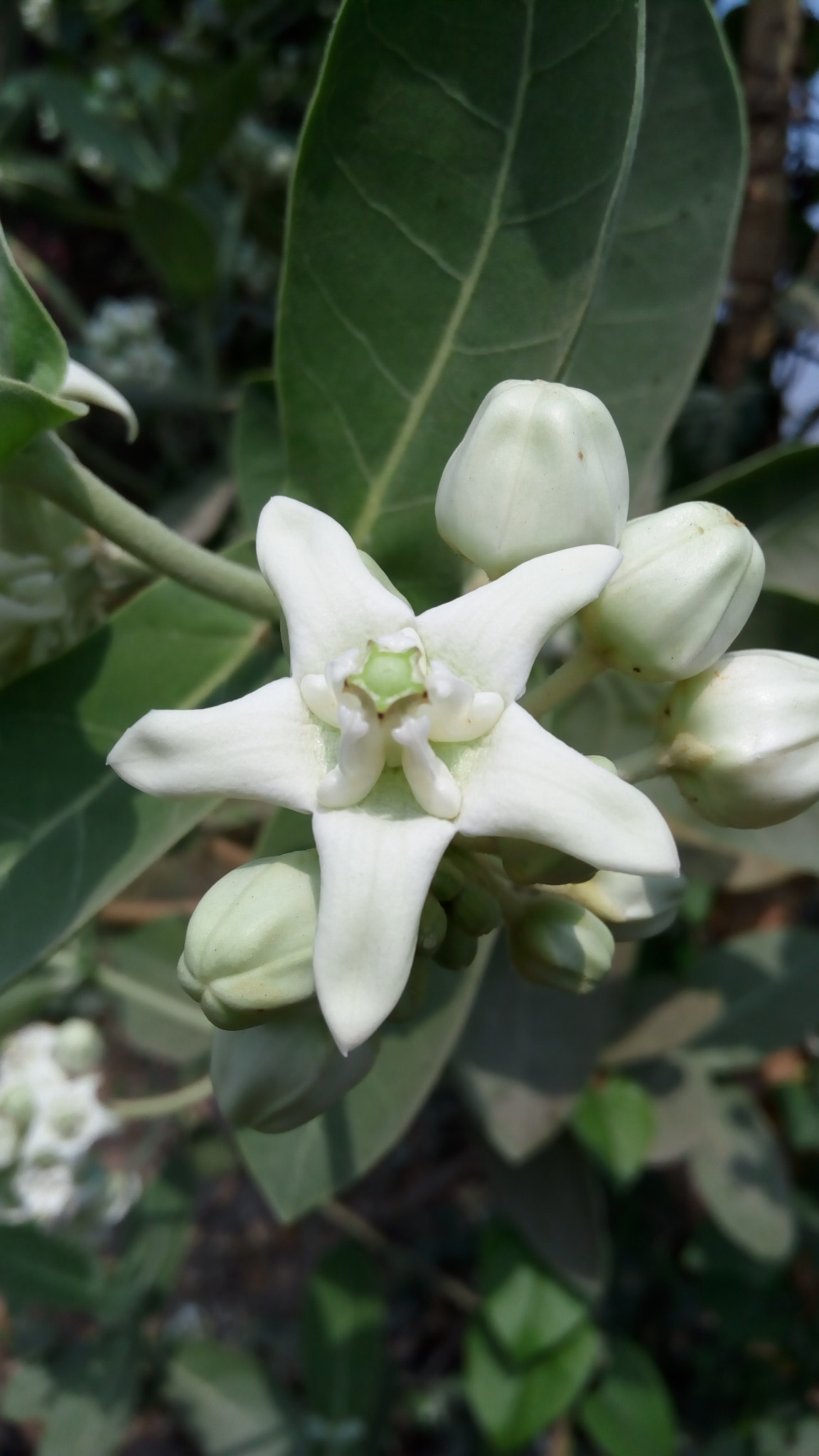 Lenovo VIBE X3 LITE sample photo. Star flower photography