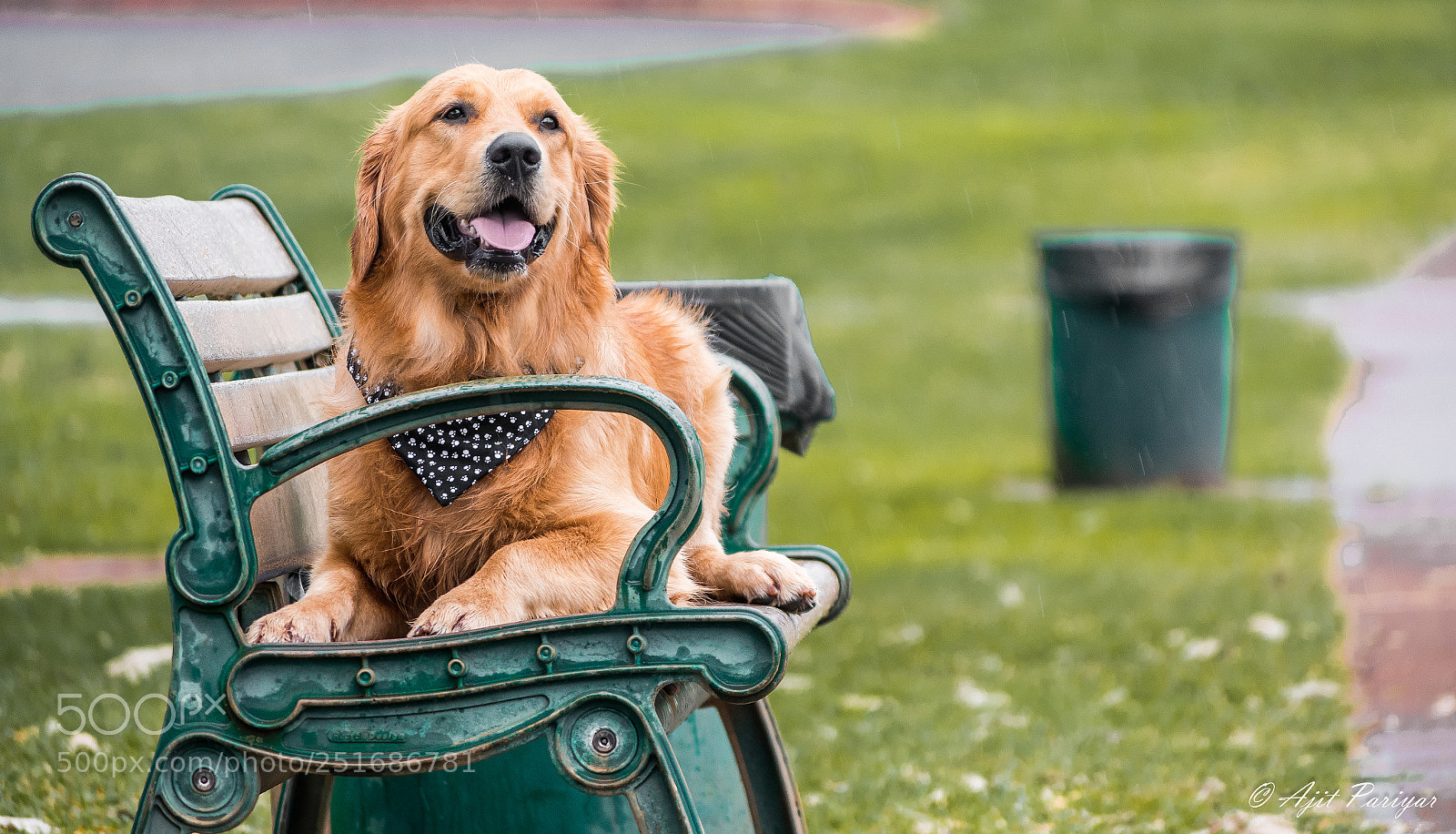 Nikon D7500 sample photo. Mowgli- the golden retriever photography