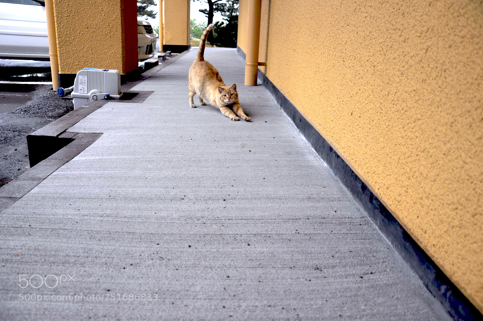Nikon D90 sample photo. Hotel cat photography