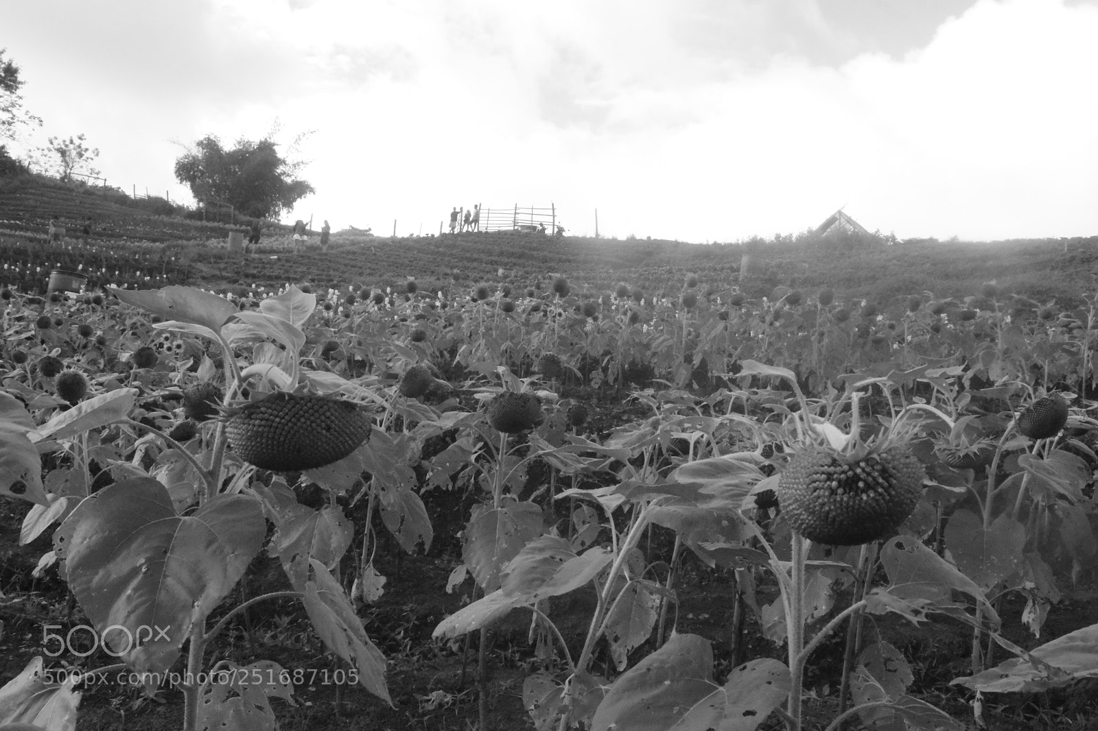 Nikon D3300 sample photo. Sunflower photography