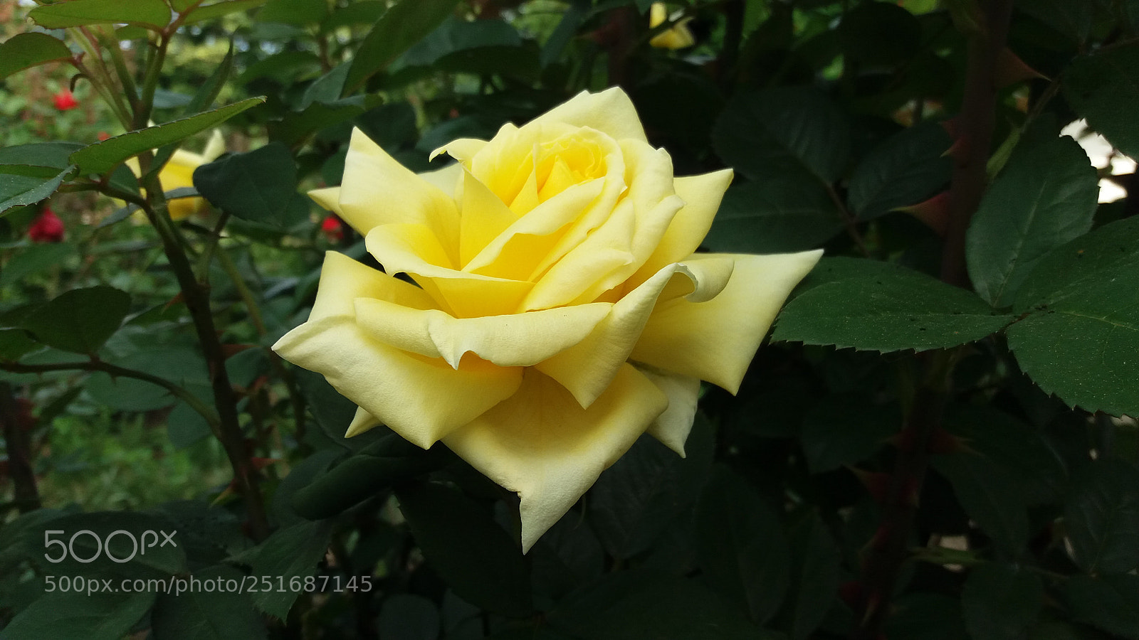 Samsung Galaxy J5(2016) sample photo. Flowers photography