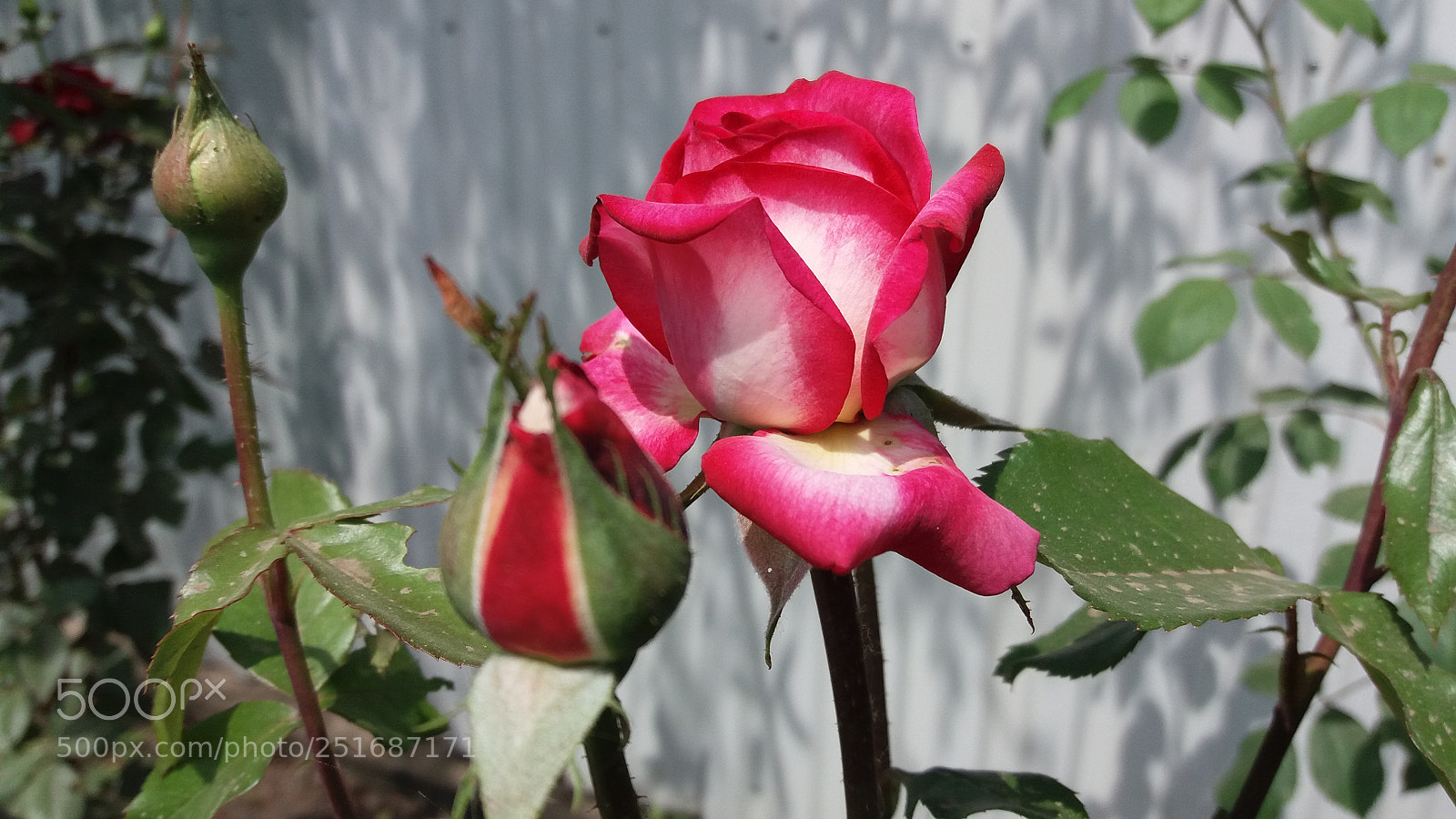 Samsung Galaxy J5(2016) sample photo. Flowers photography