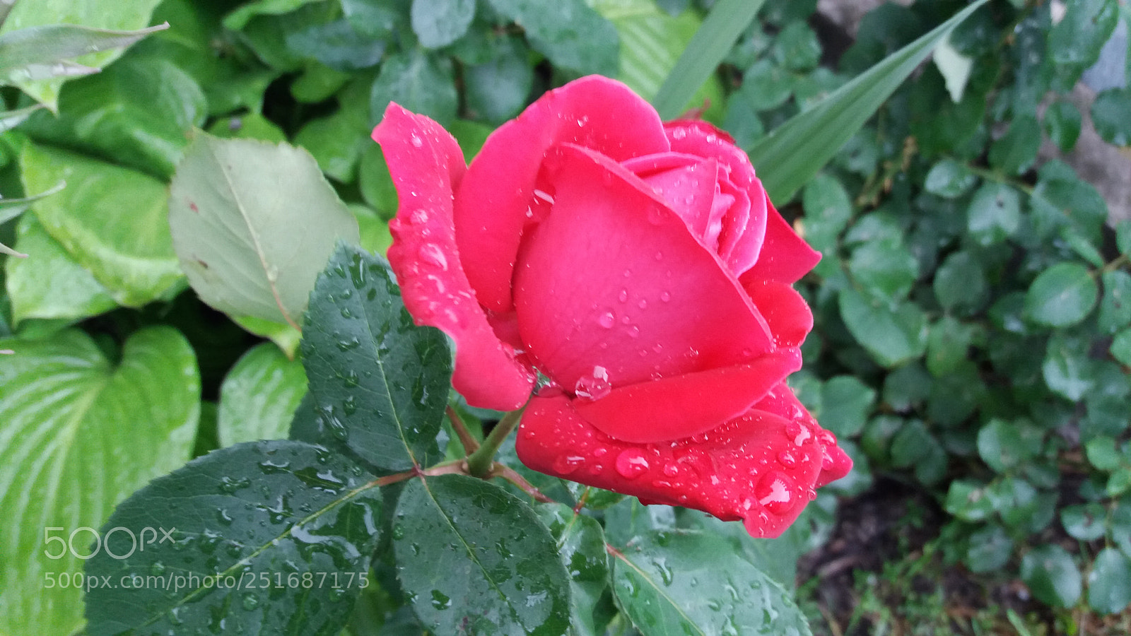 Samsung Galaxy J5(2016) sample photo. Flowers photography