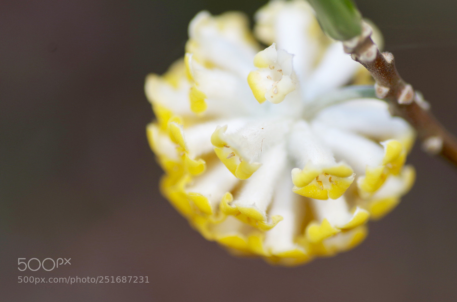 Pentax K-30 sample photo. Mitsumata (
oriental paperbush) photography