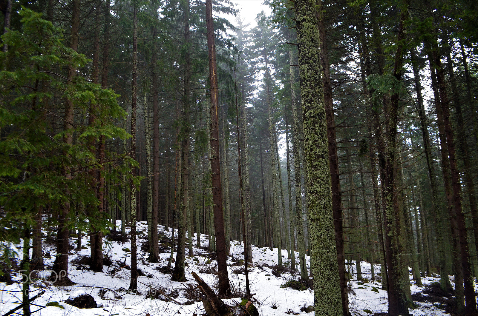 Nikon D5100 sample photo. Long way to be photography