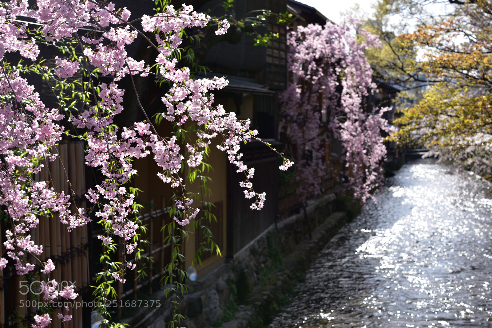 Nikon AF-S Micro-Nikkor 60mm F2.8G ED sample photo. 京都・祇園白川の桜 (2) photography