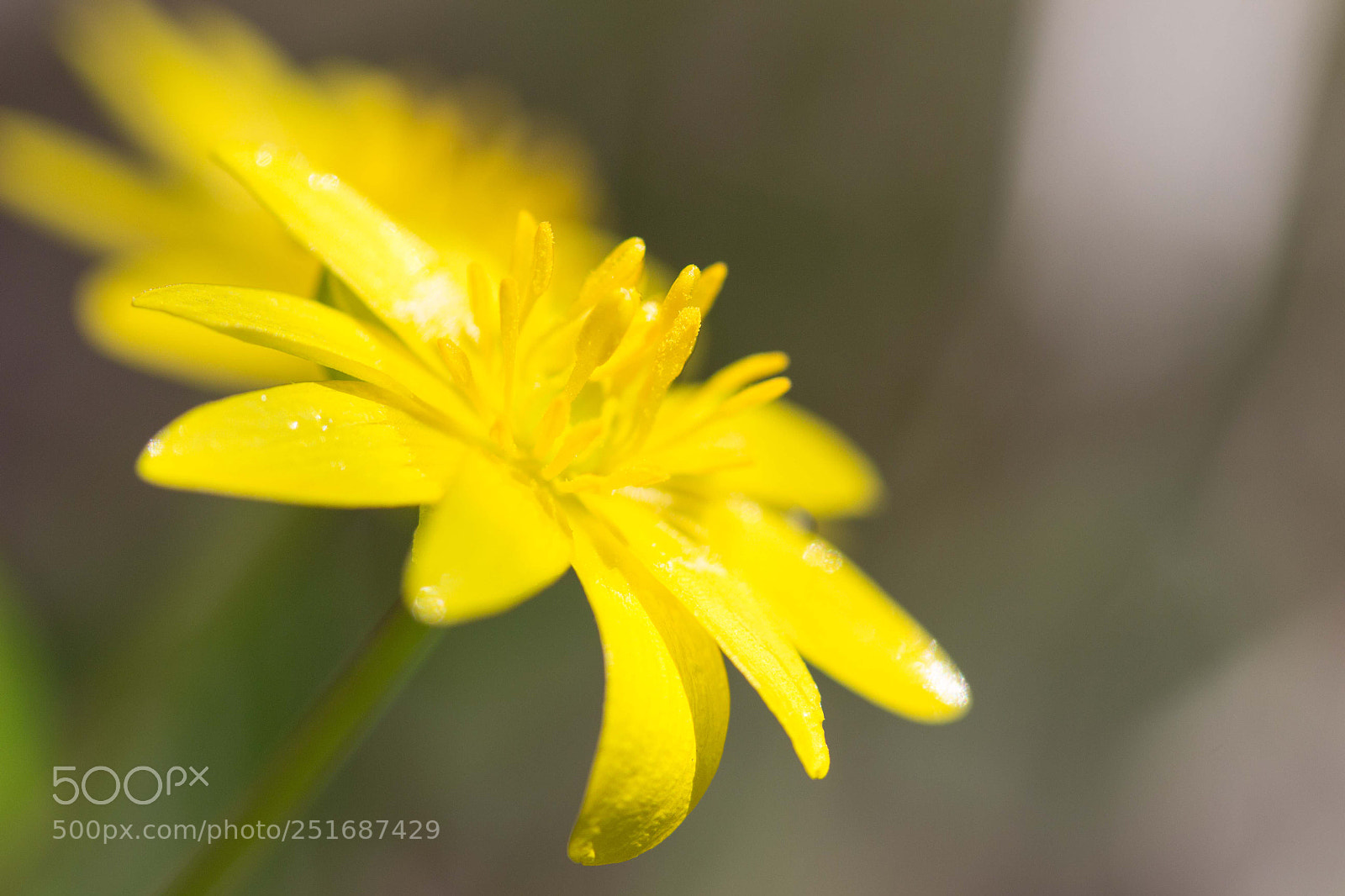 Canon EOS 700D (EOS Rebel T5i / EOS Kiss X7i) sample photo. Easter flower photography
