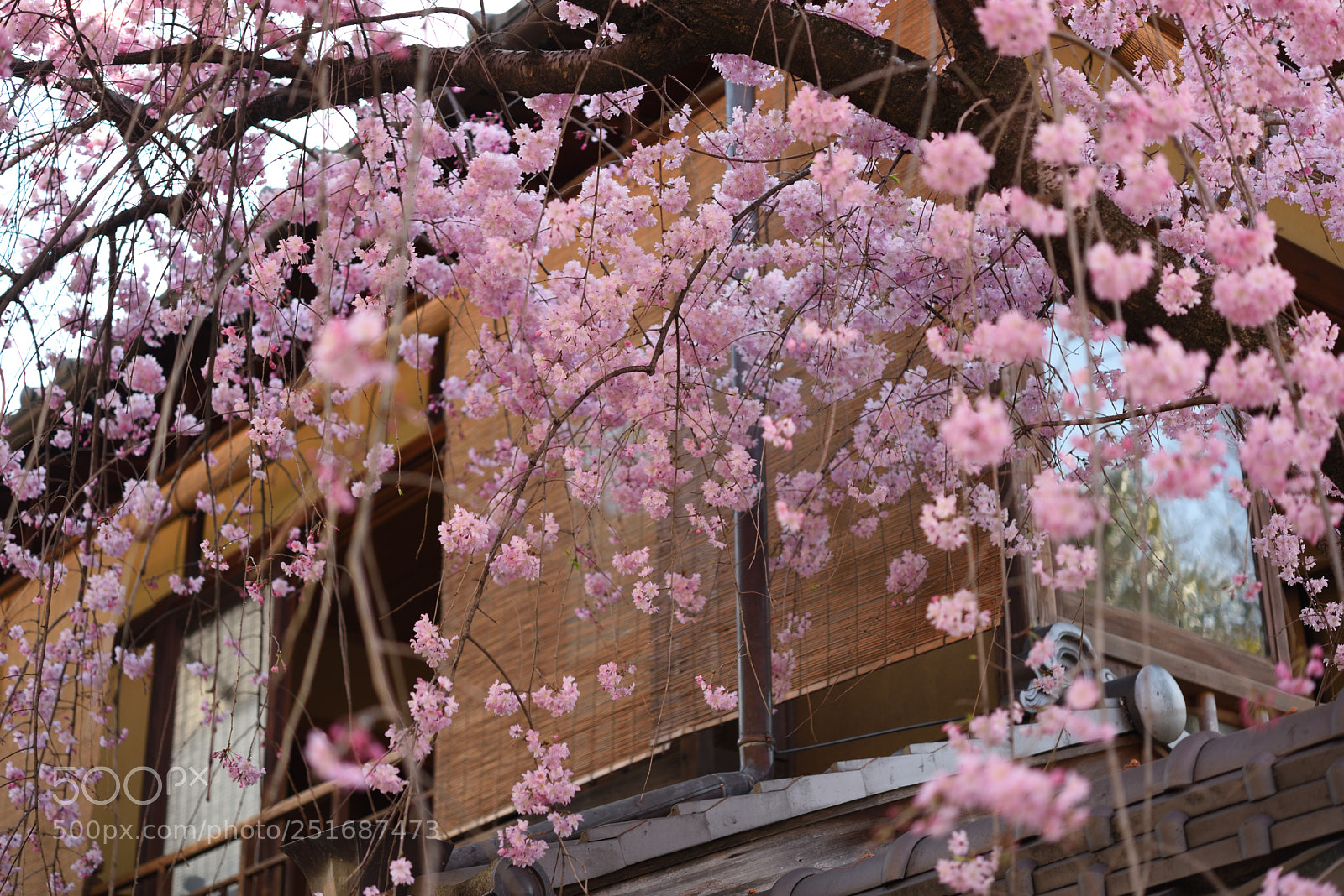 Nikon AF-S Micro-Nikkor 60mm F2.8G ED sample photo. 京都・祇園白川の桜 (3) photography