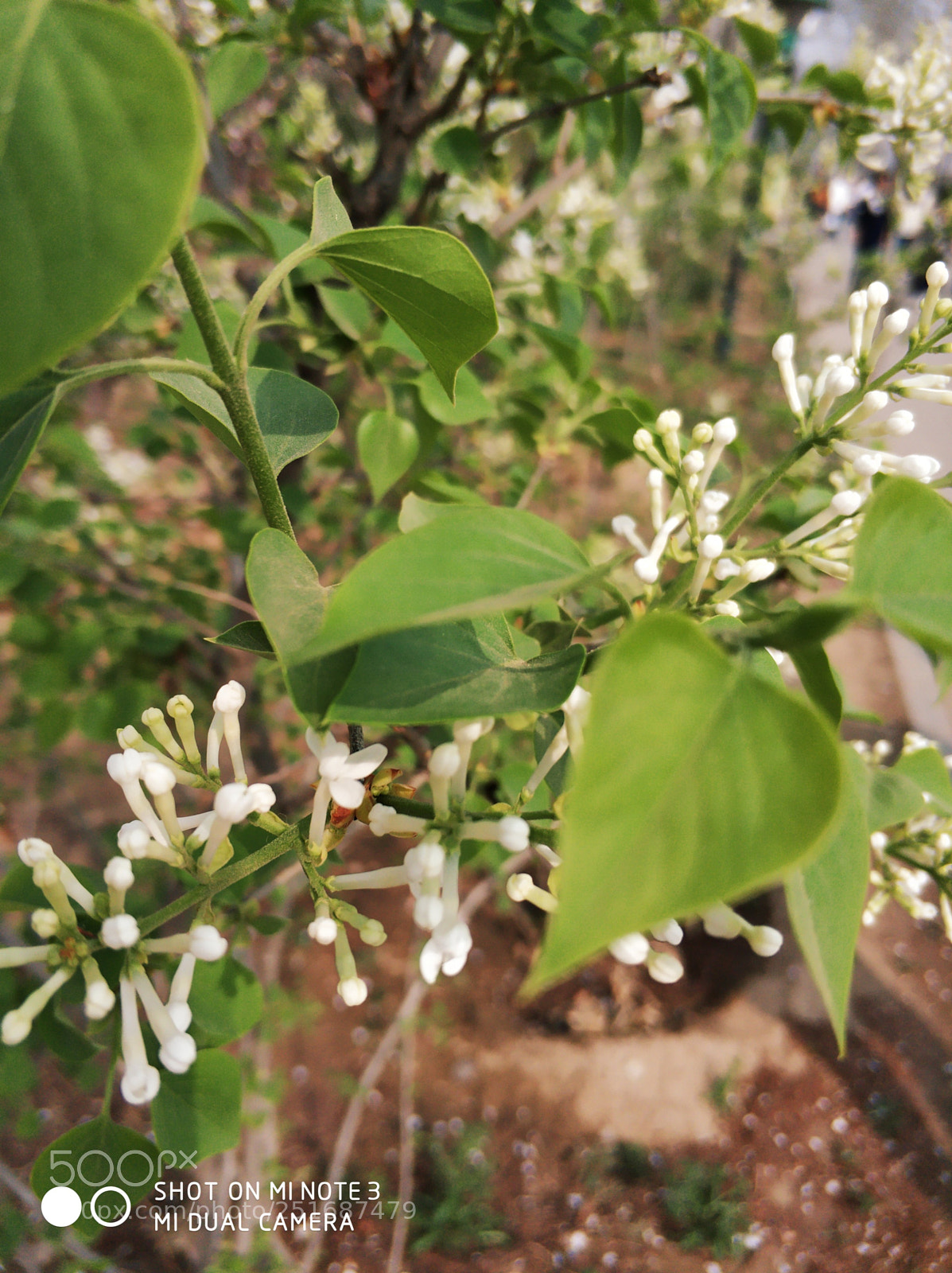 Xiaomi Mi Note 3 sample photo. Untitled photography