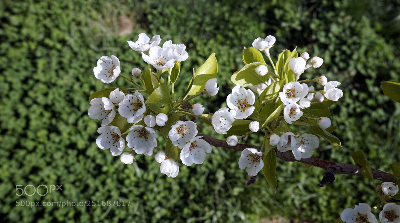 Sony a7 sample photo. Spring in my garden photography