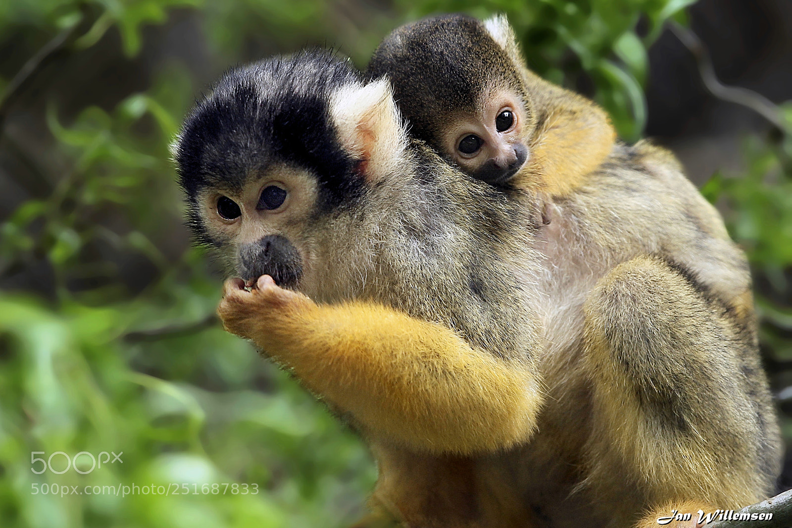 Canon EOS-1D Mark IV sample photo. Squirrel monkey photography