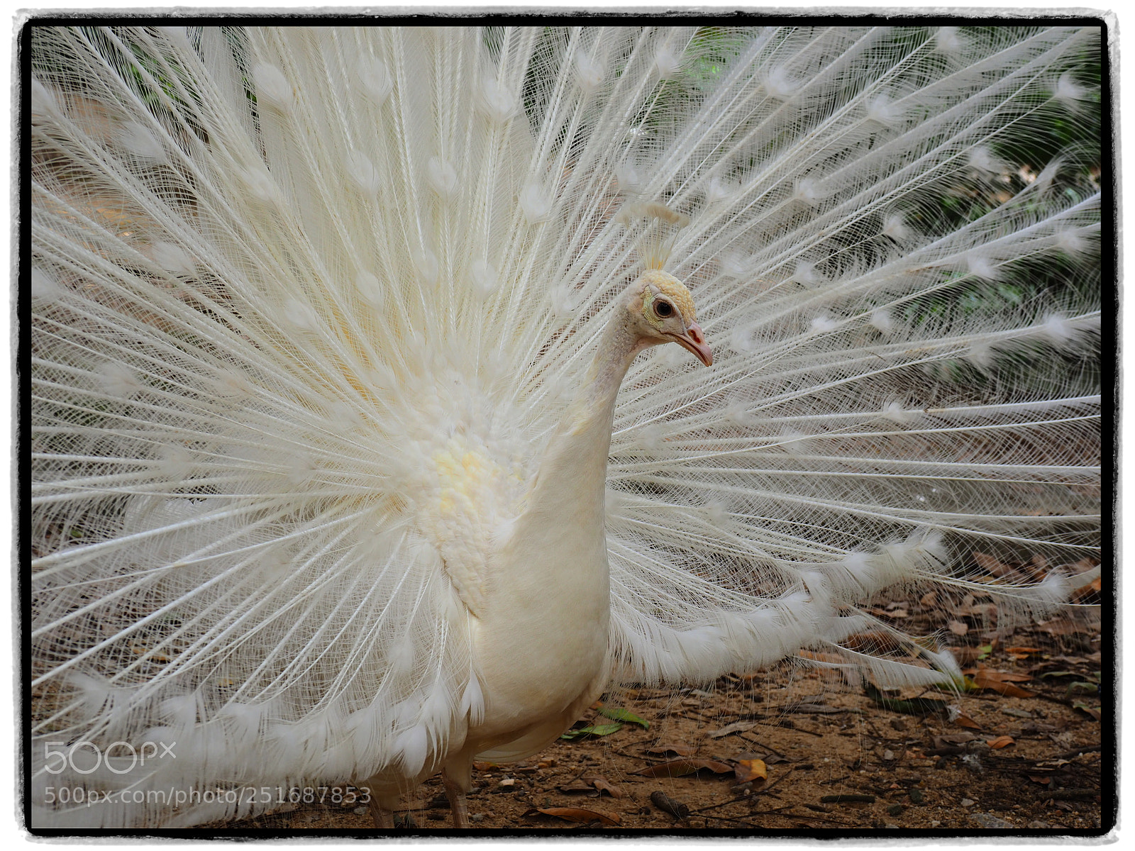 Olympus OM-D E-M1 Mark II sample photo. Rare white peacock photography