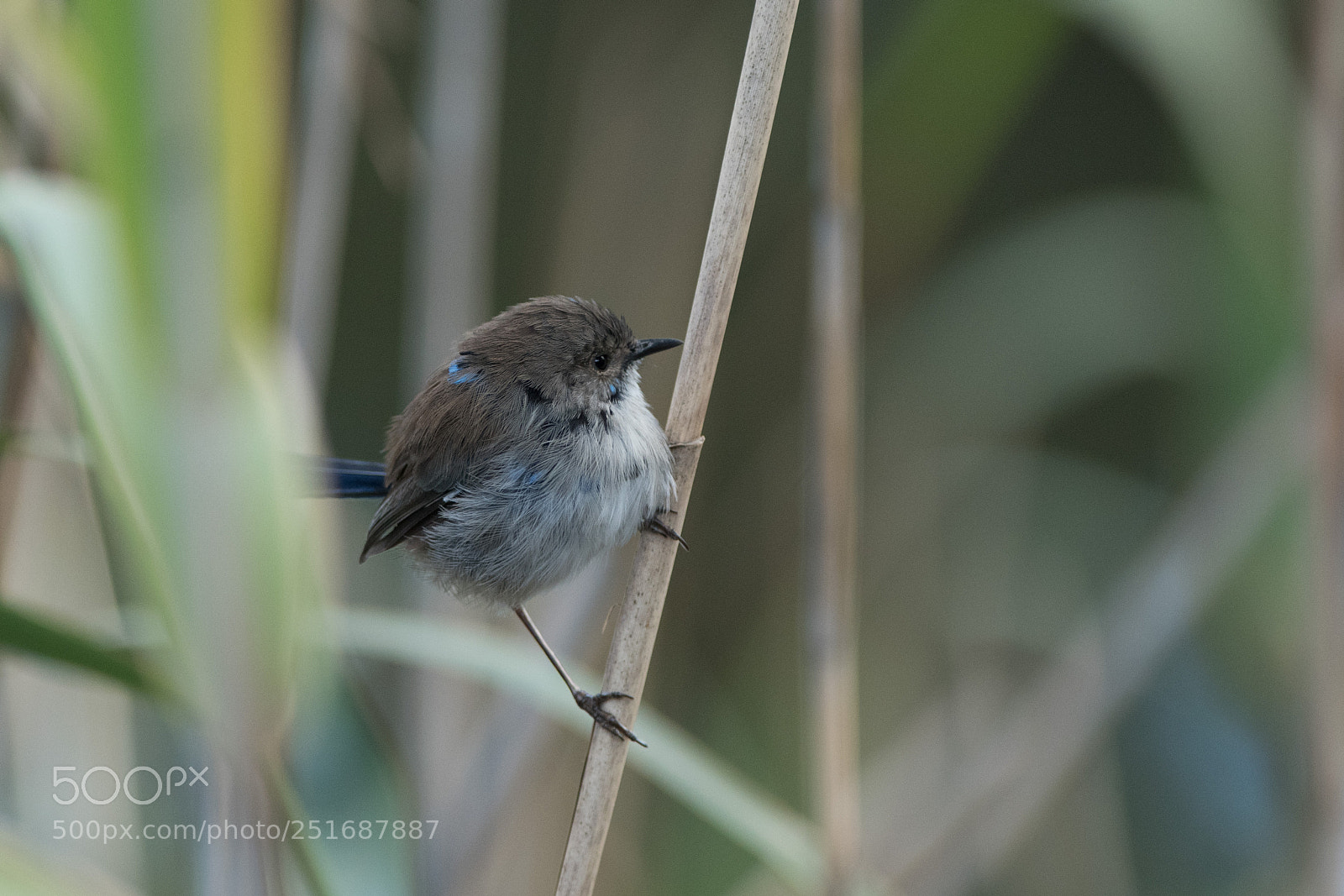 Nikon D500 sample photo. Young wren photography