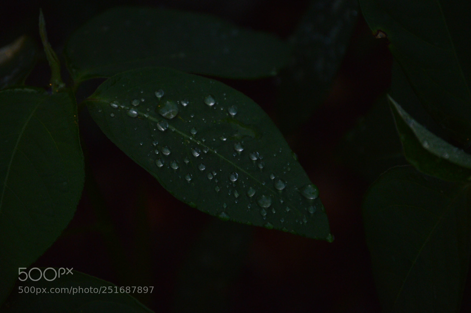 Nikon D3200 sample photo. Drip drop photography