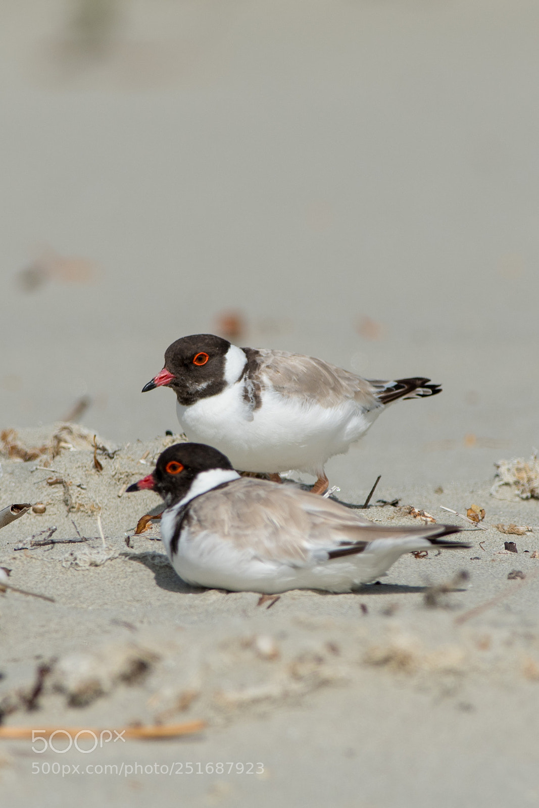 Nikon D500 sample photo. Hooded plover photography