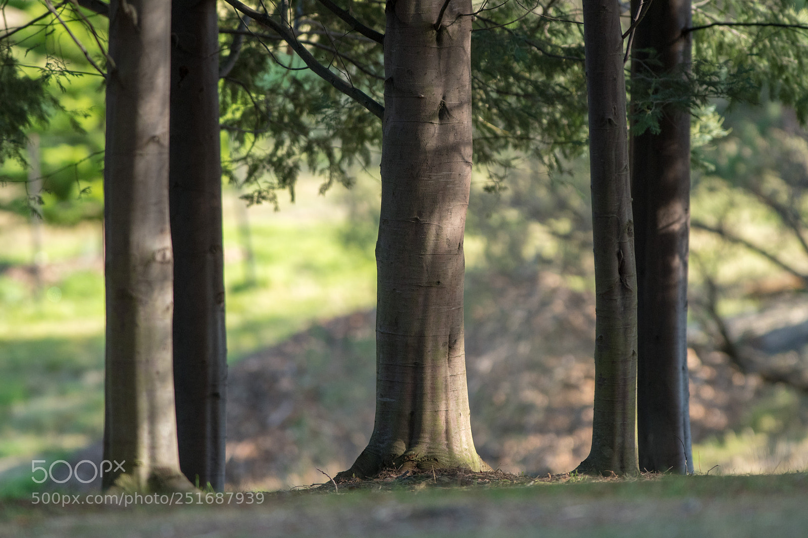 Nikon D500 sample photo. Trees photography