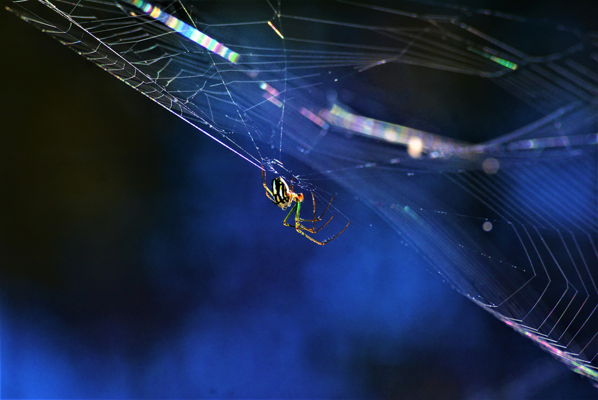 Nikon D7100 sample photo. Spider photography