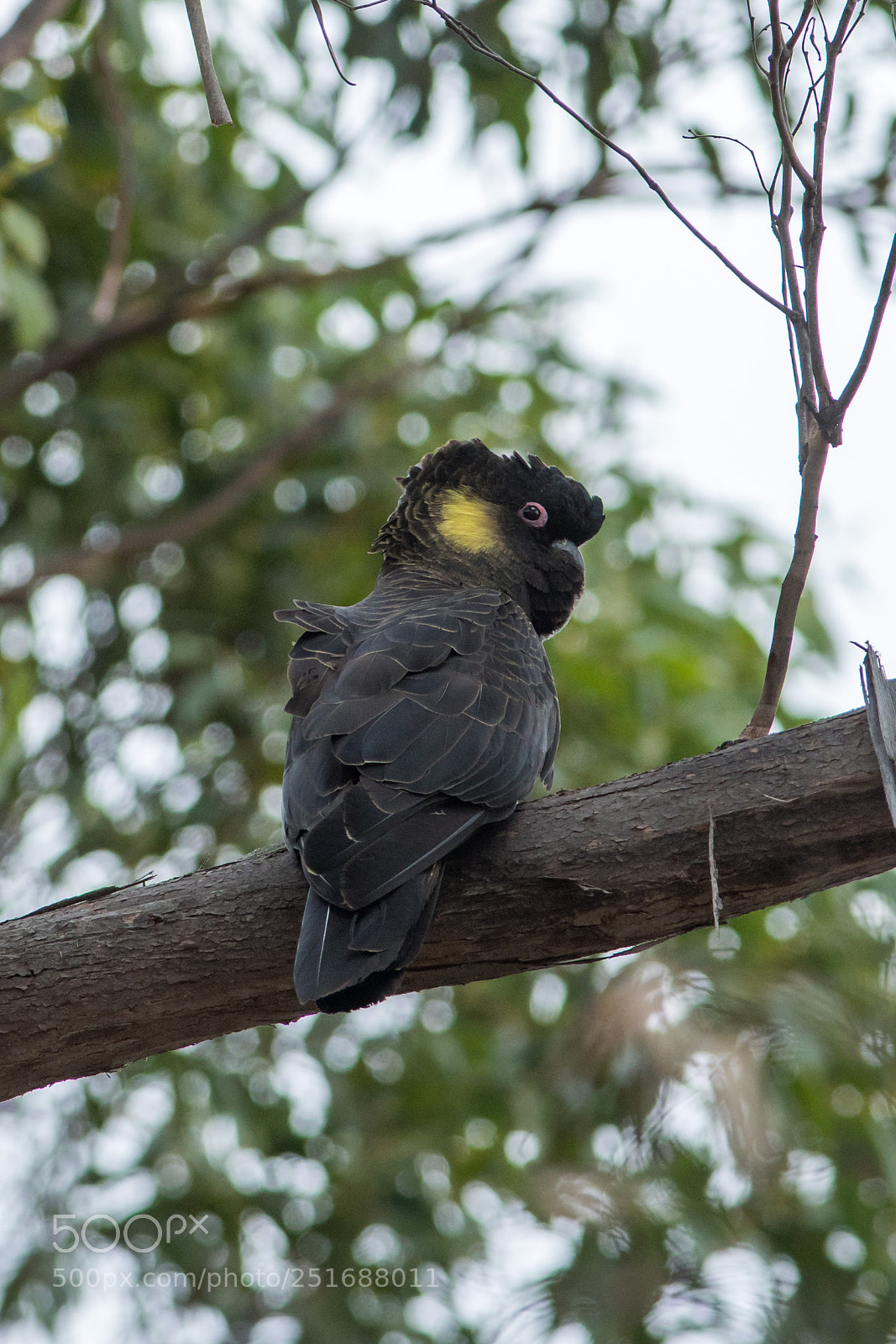 Nikon D500 sample photo. Yellowed tail black cockatoo photography