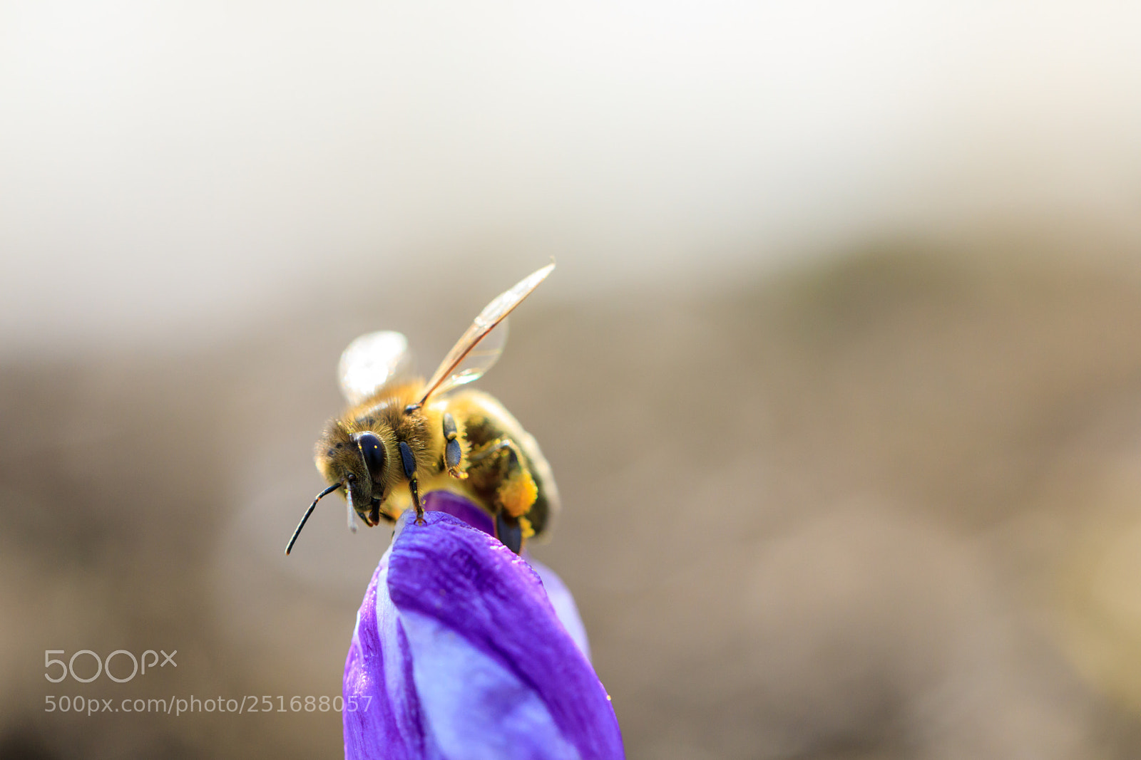 Canon EOS 5D Mark IV sample photo. Honeybee on a crocus photography