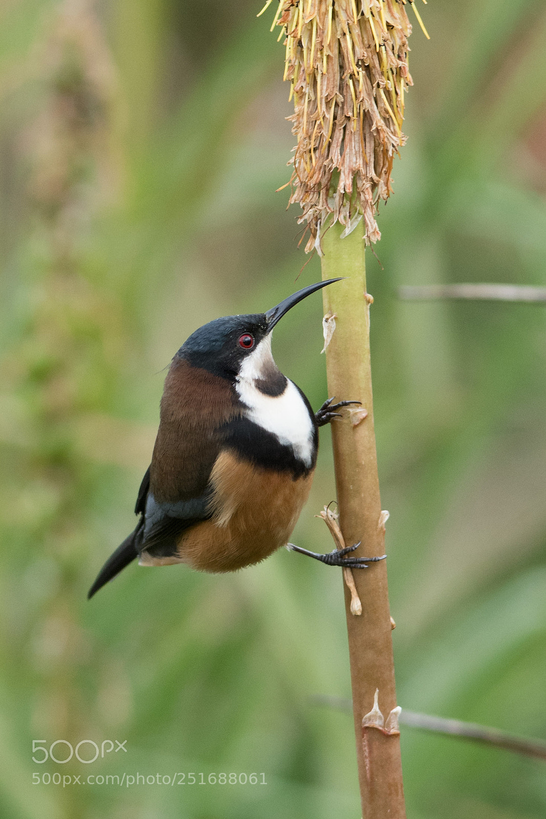 Nikon D500 sample photo. Eastern spinebill photography