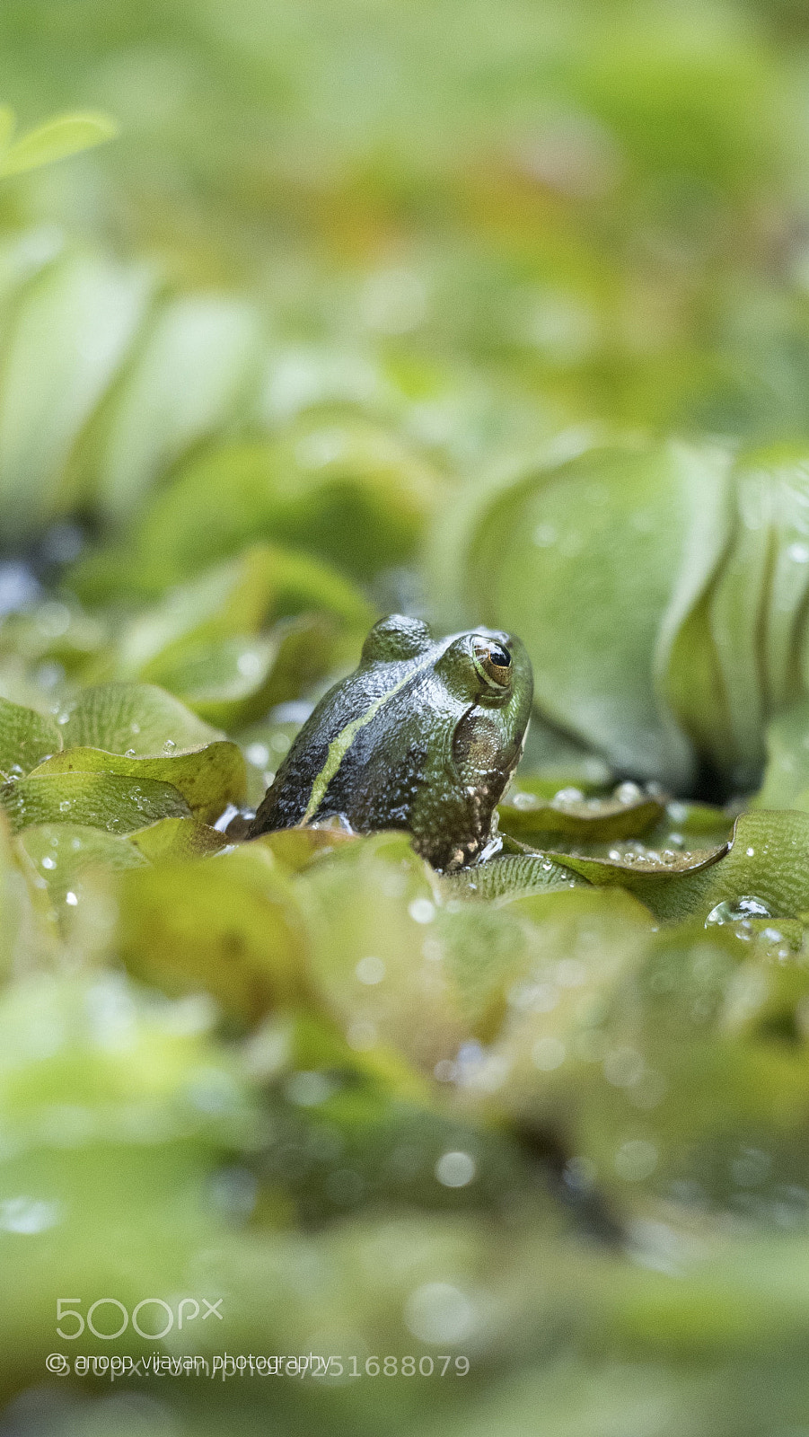 Canon EOS 80D sample photo. Edible frog - portrait photography