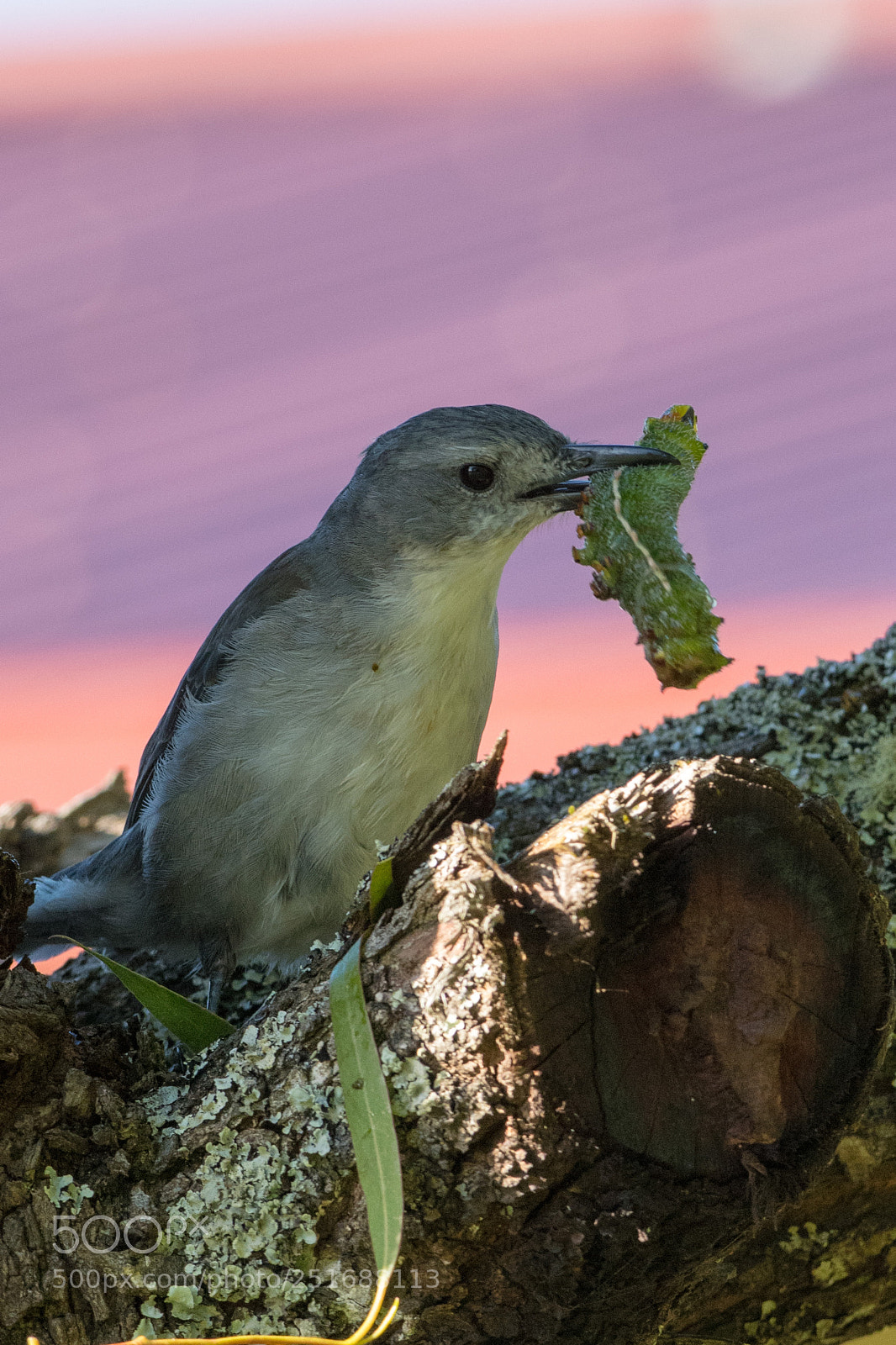 Nikon D500 sample photo. Grey shrike thrush with photography