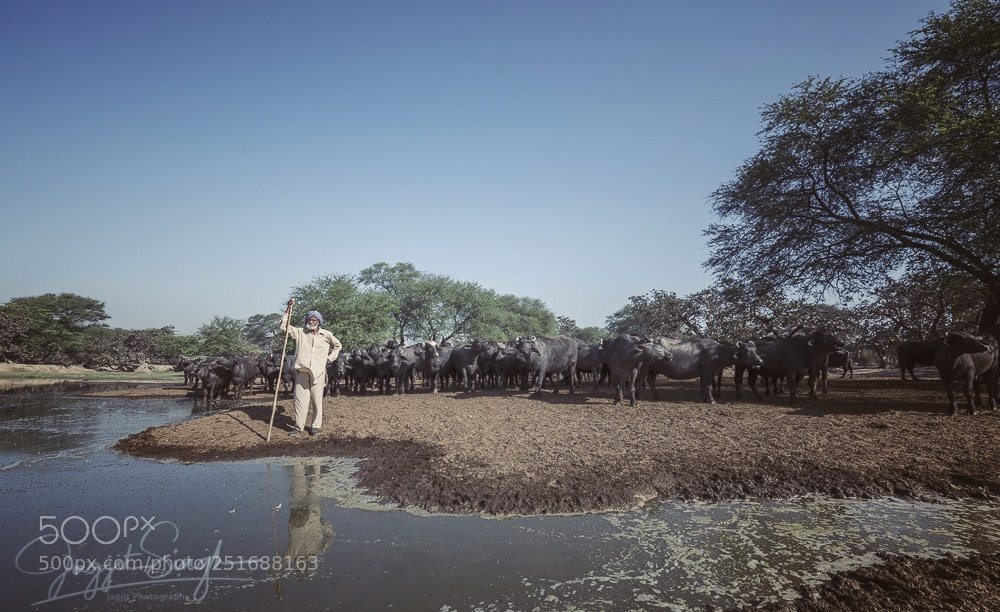 Nikon D850 sample photo. Village life photography