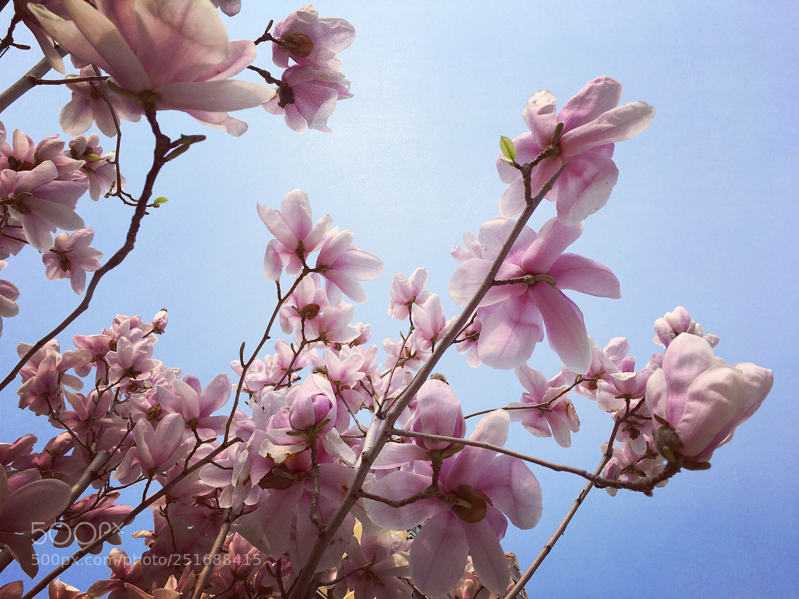 Apple iPhone 6s sample photo. Spring photography