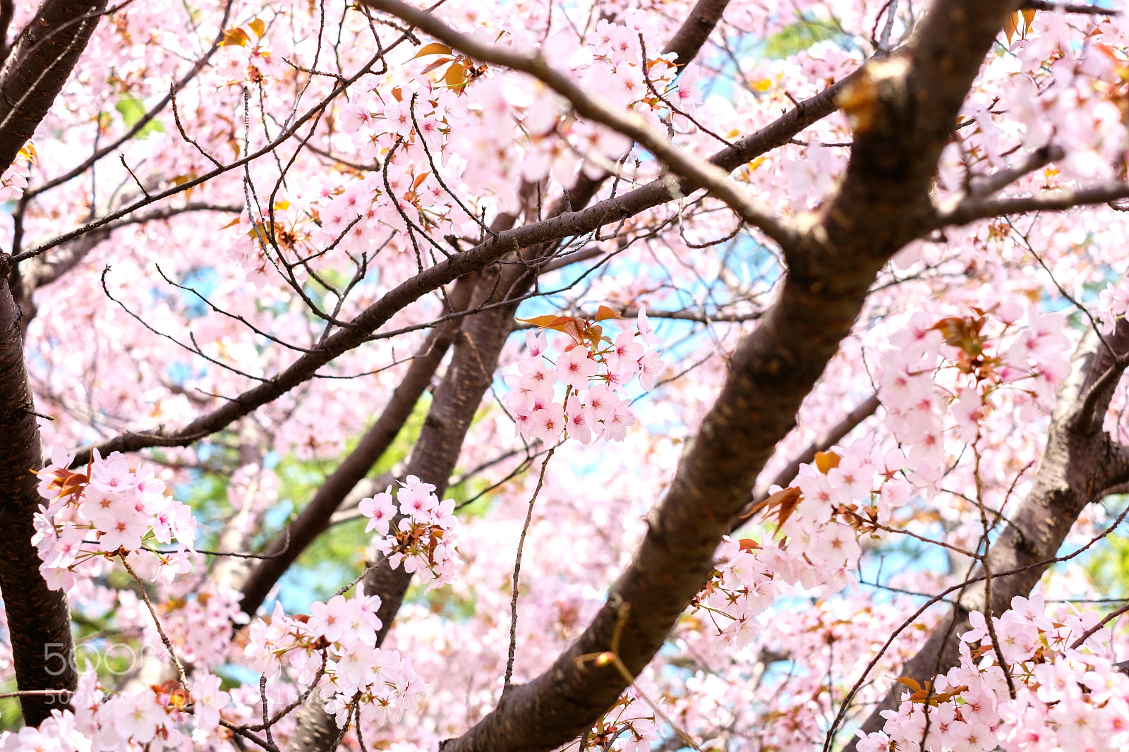 Fujifilm X-E2S sample photo. Sakura in tokyo photography