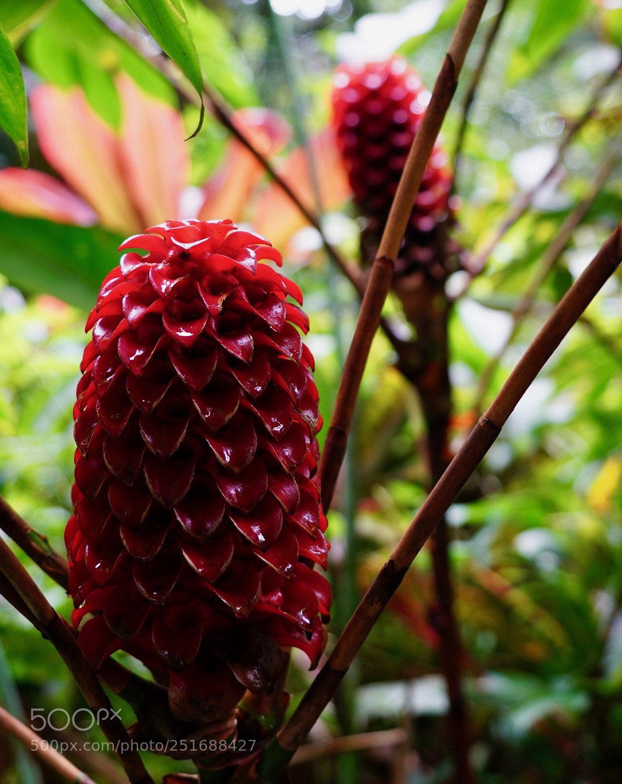 Sony a9 sample photo. Tropical  photography