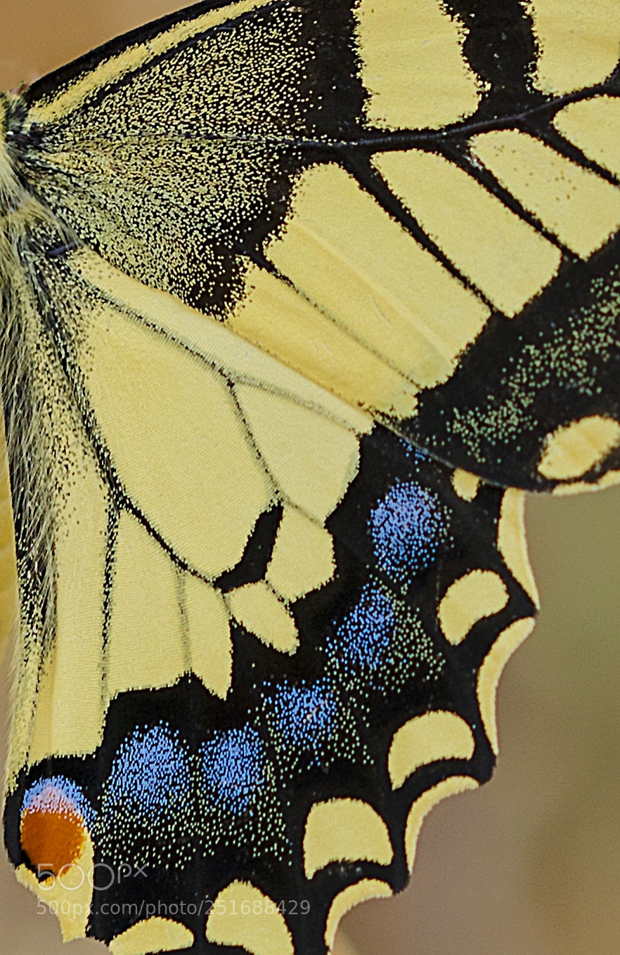Nikon D7000 sample photo. Swallowtail butterfly wing detail photography