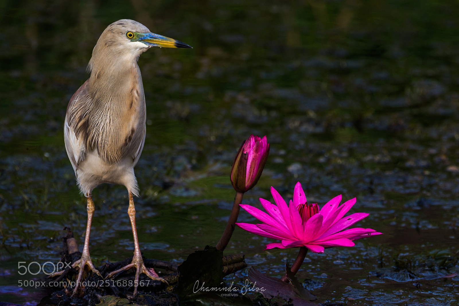 Canon EOS-1D X sample photo. Indian pond heron kana photography