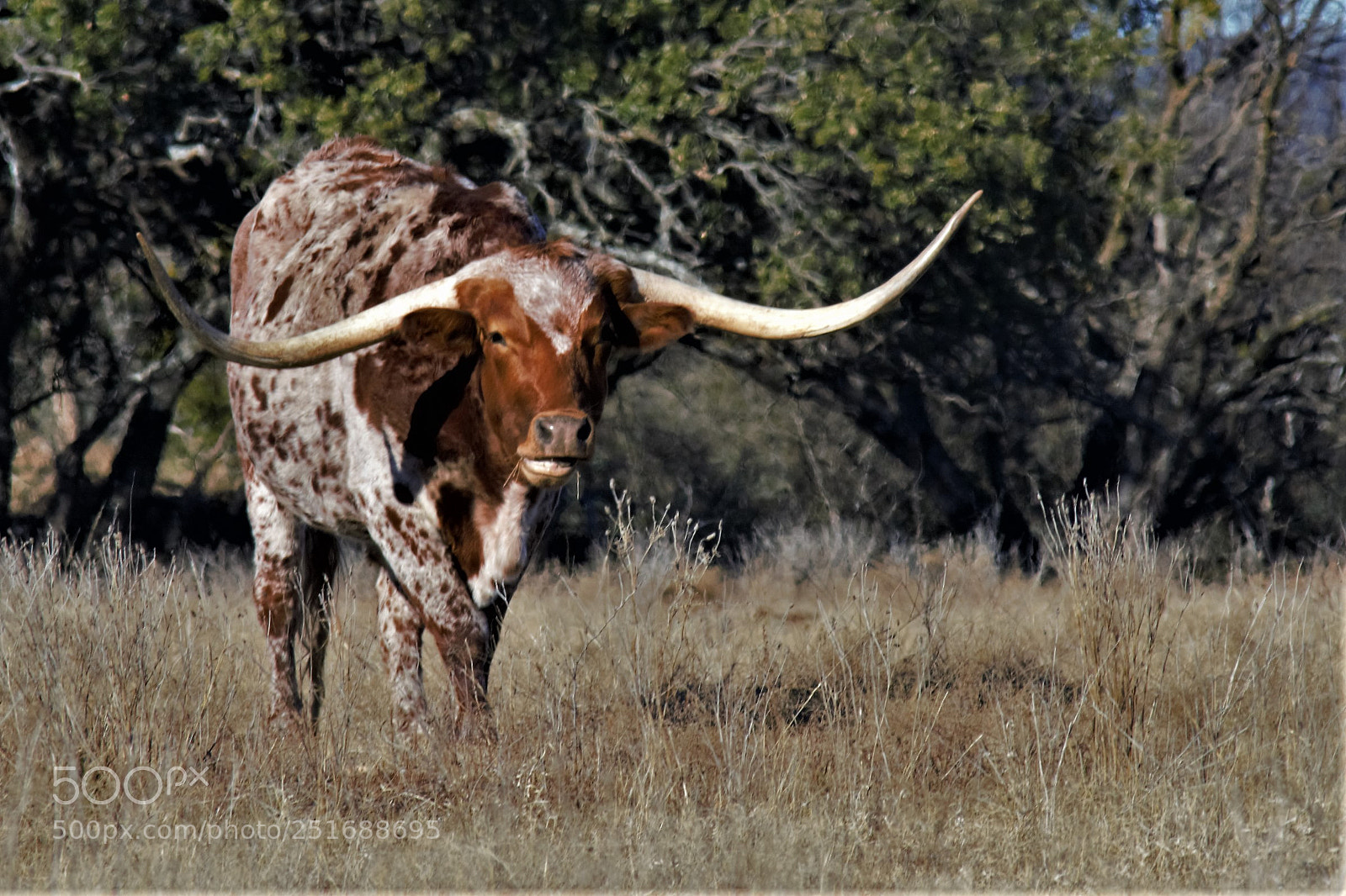 Nikon D7100 sample photo. Longhorn photography