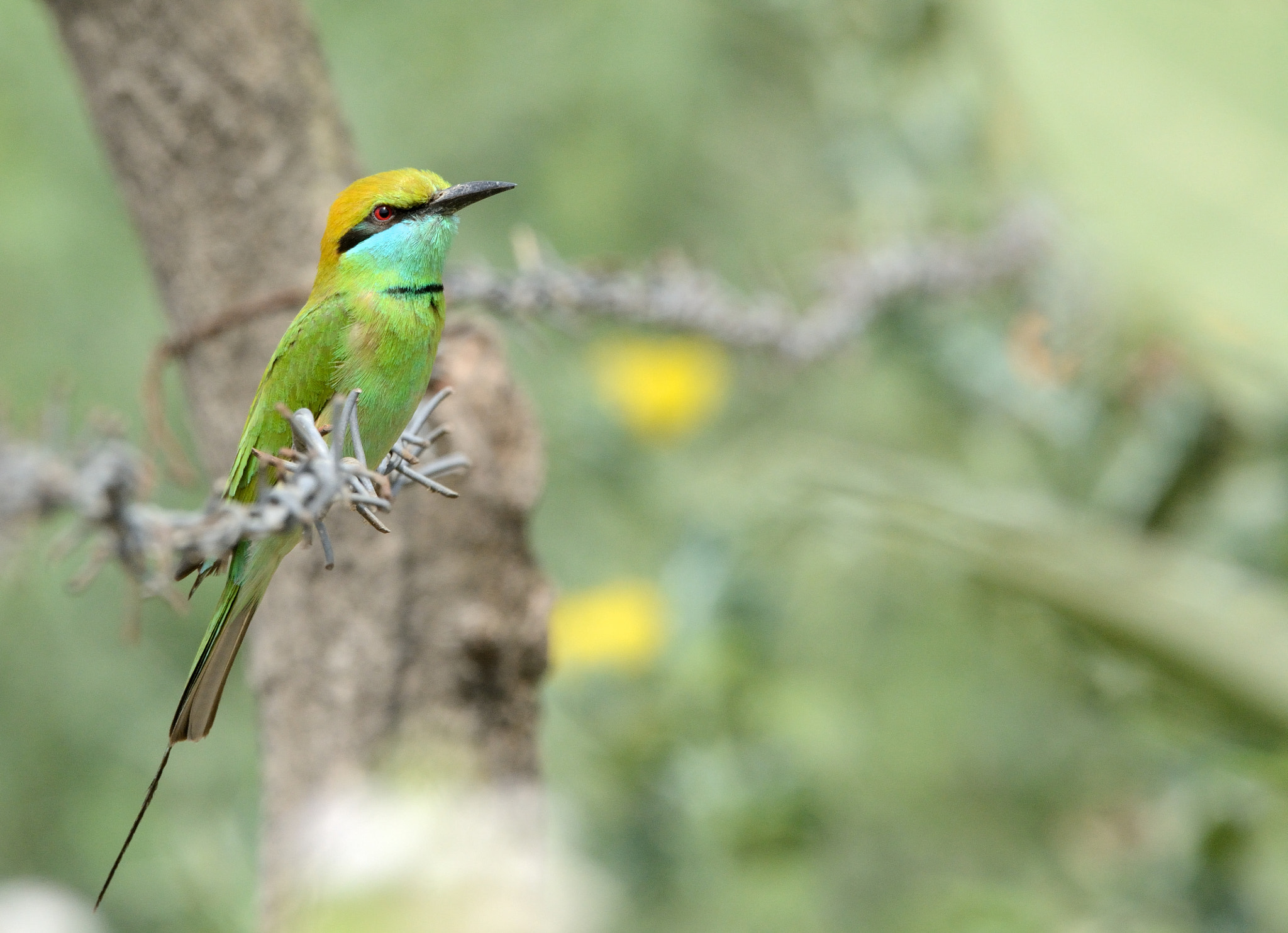 Nikon D7100 + Sigma 150-600mm F5-6.3 DG OS HSM | C sample photo. Green bee-eater photography