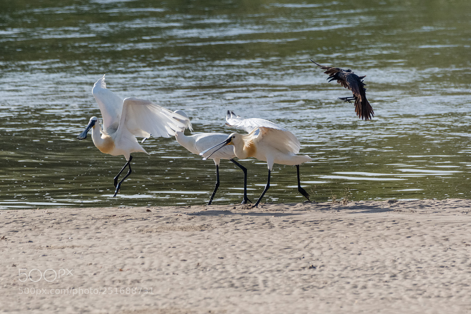 Nikon D500 sample photo. The assailant photography