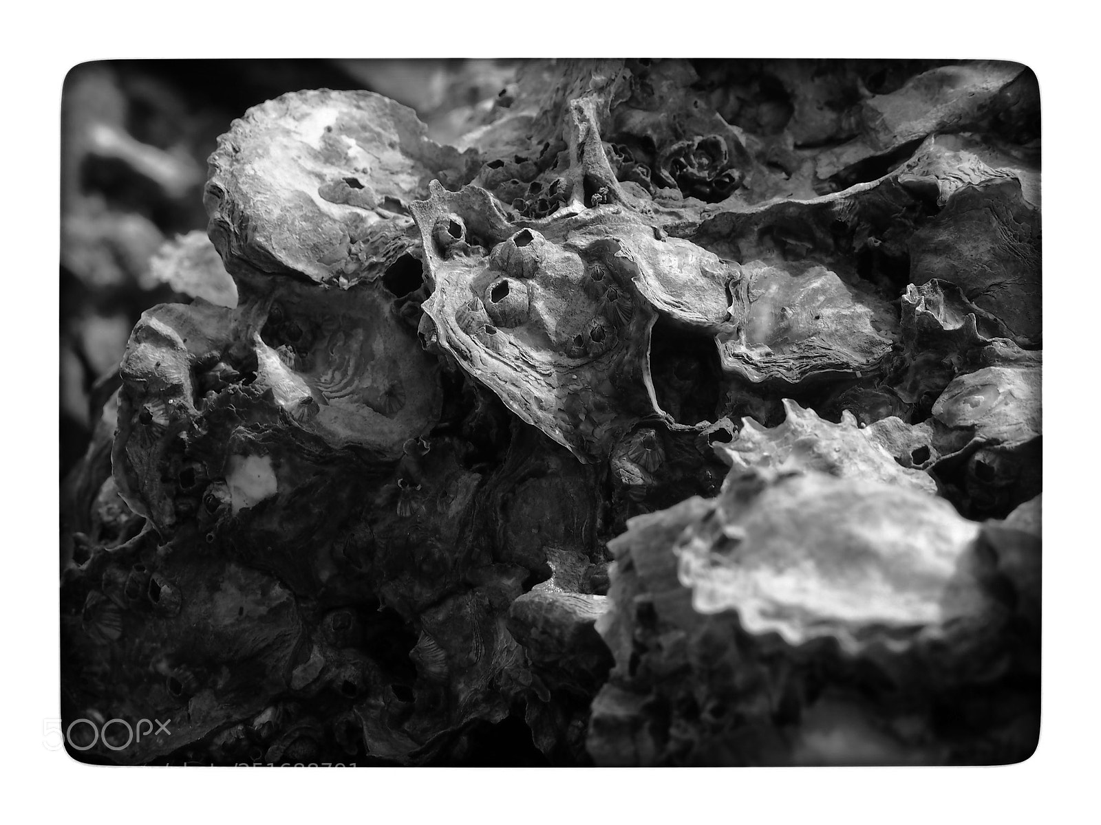 Olympus PEN E-PL7 sample photo. Oyster shell #01 photography