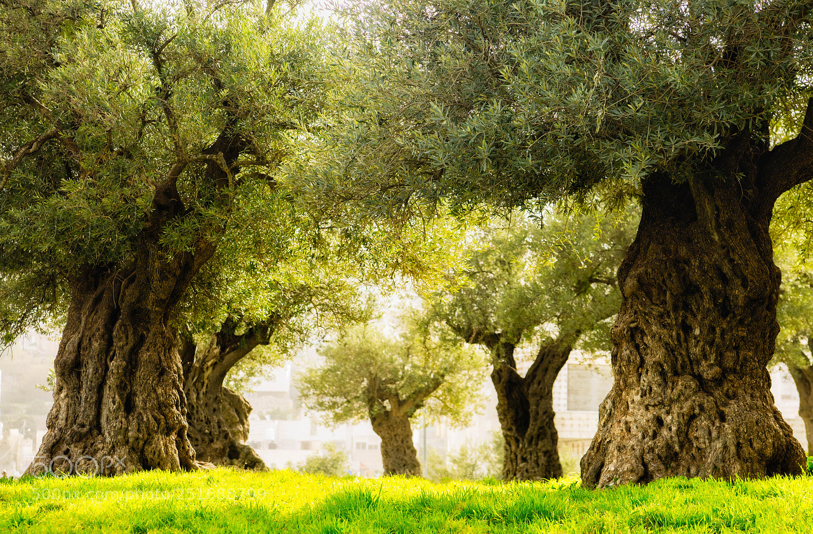 Nikon D7000 sample photo. Olive trees photography