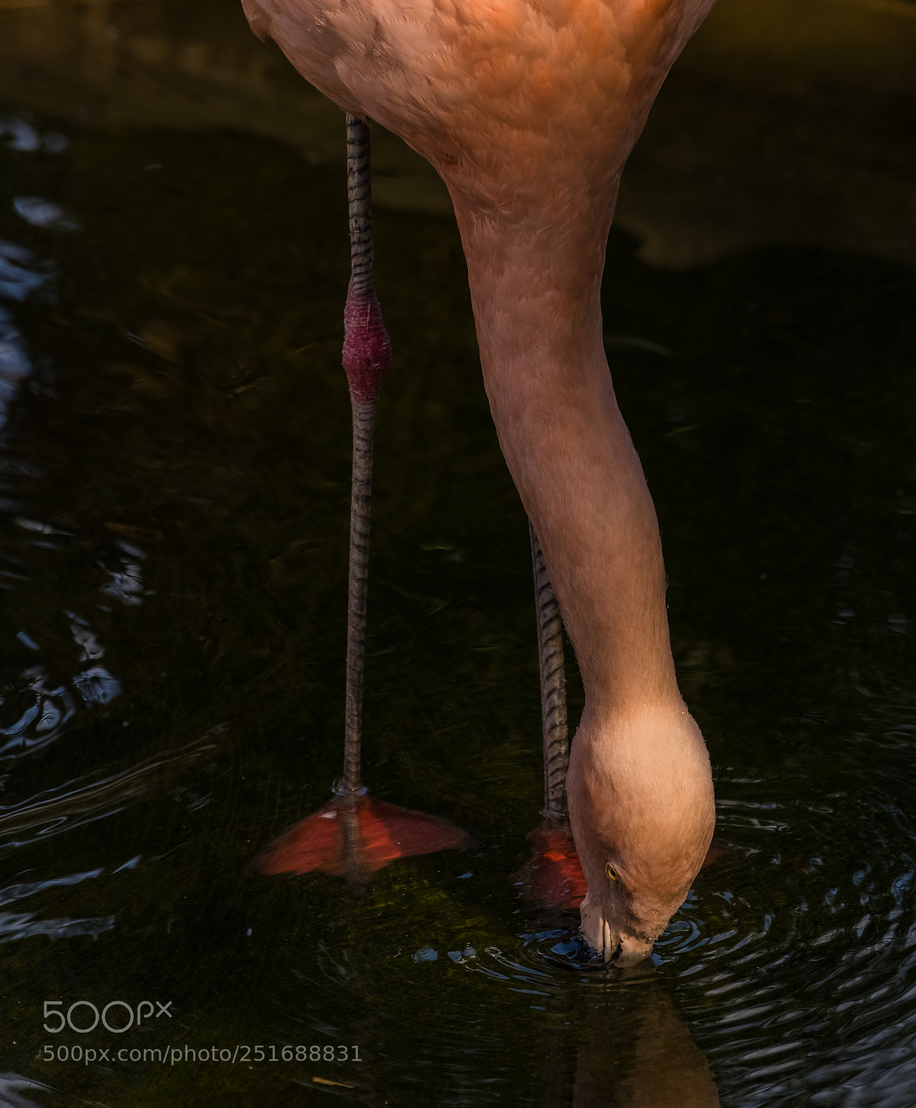 Pentax K-1 sample photo. A sip of water photography