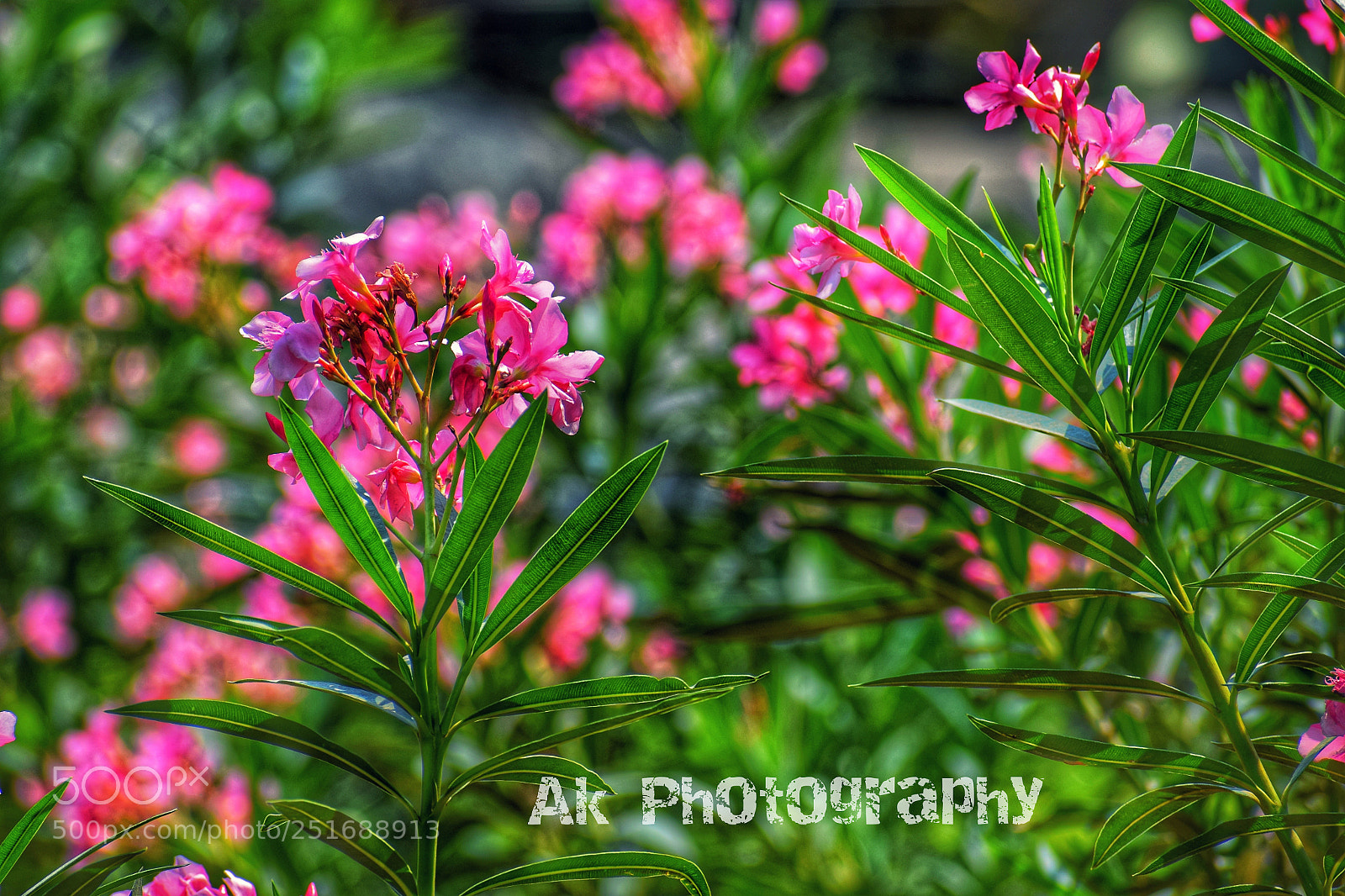 Nikon D3300 sample photo. Flowers photography