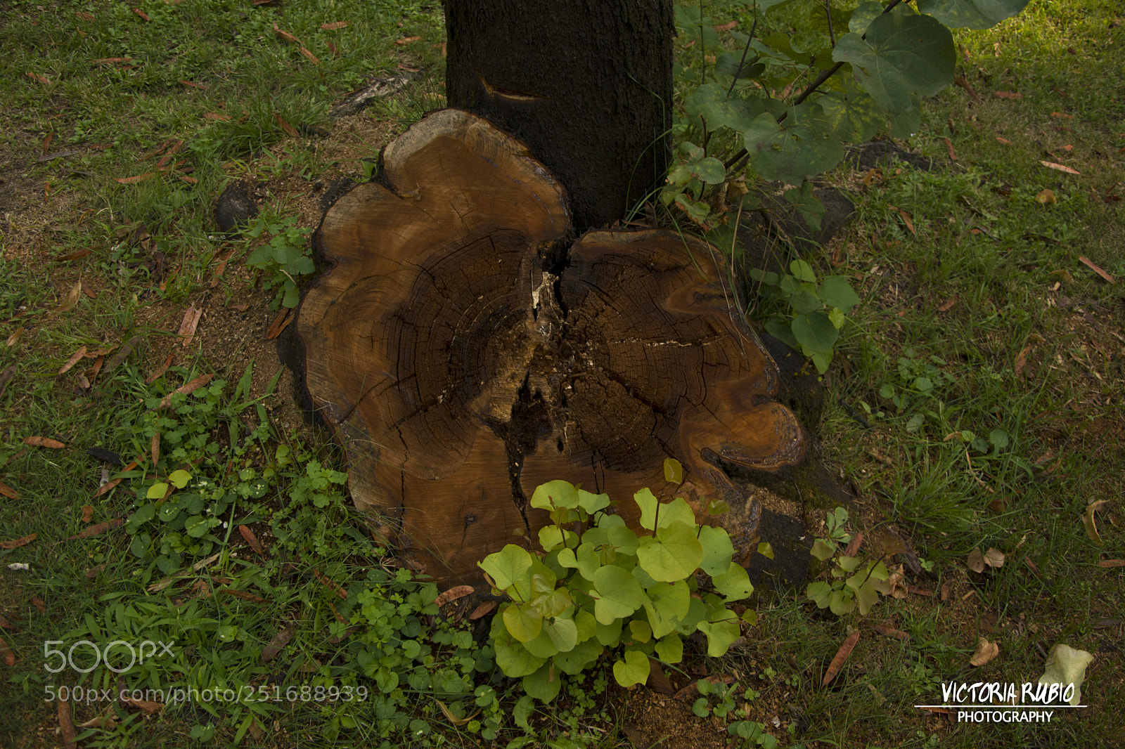 Nikon D5200 sample photo. Inside his heart photography