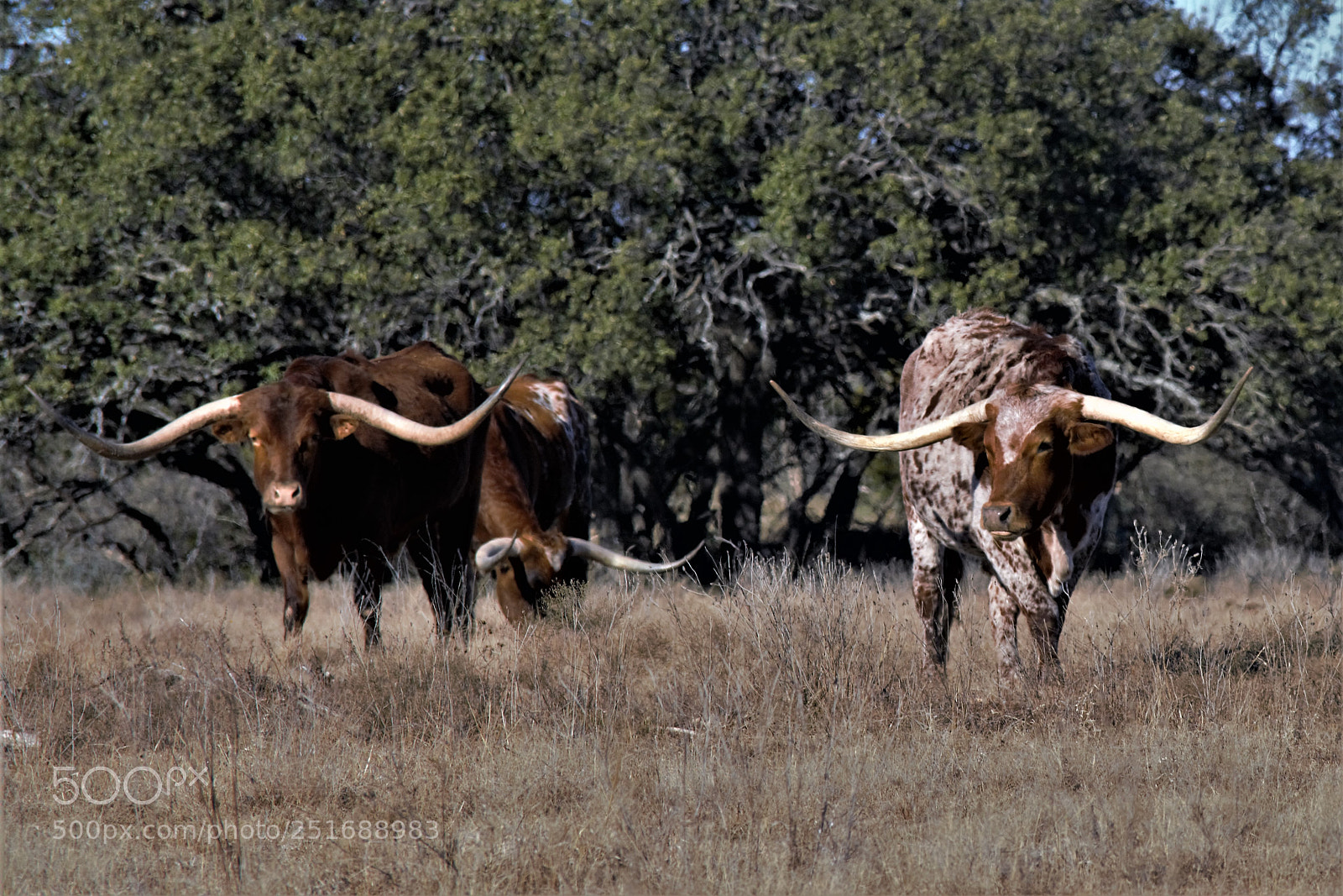 Nikon D7100 sample photo. 3 amigos photography