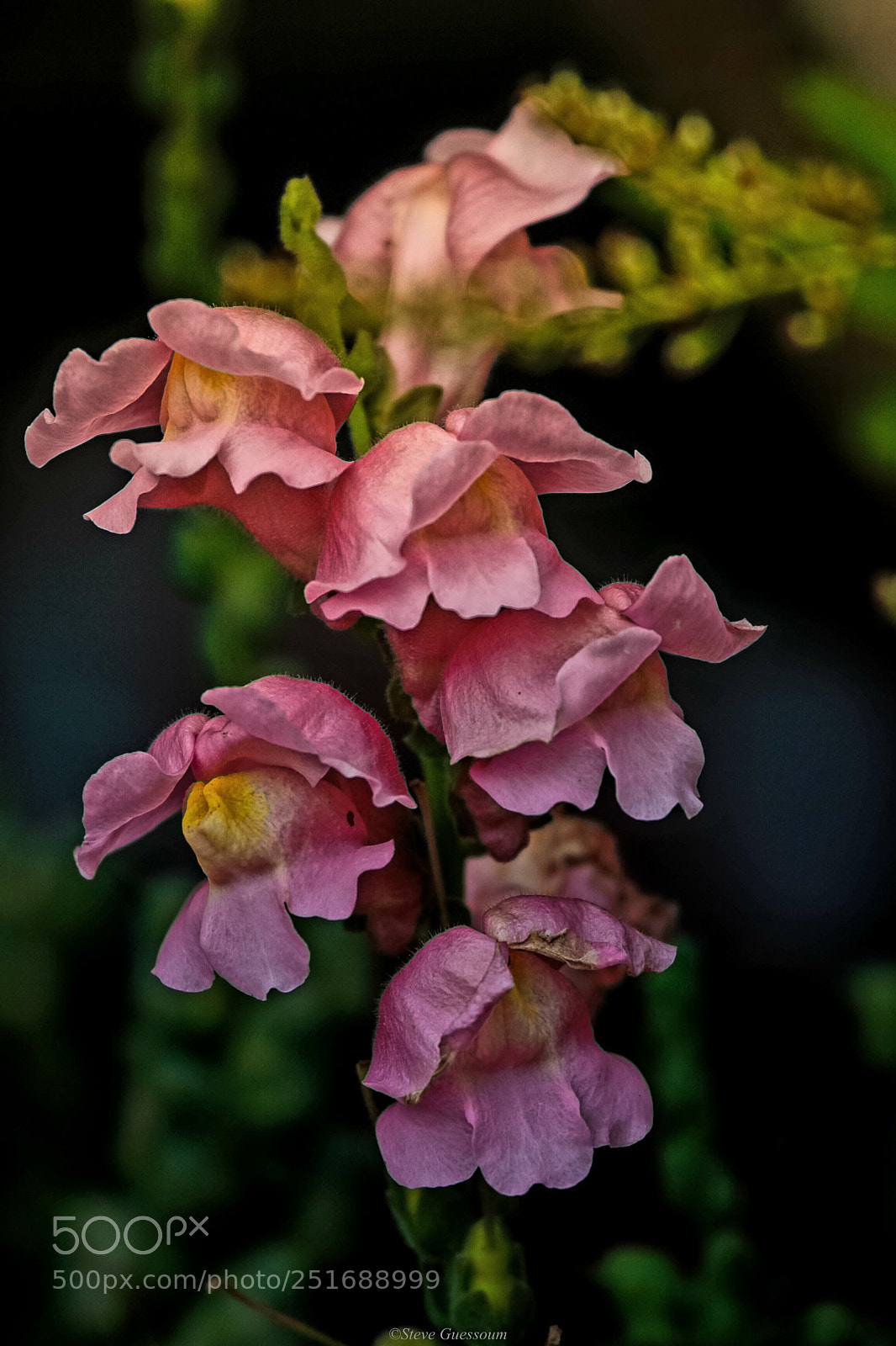 Canon EOS 550D (EOS Rebel T2i / EOS Kiss X4) sample photo. Colorful photography