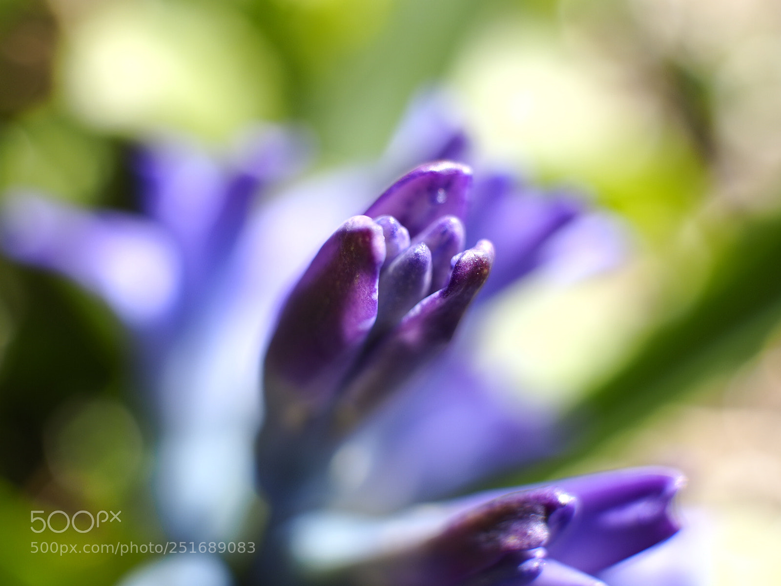 Olympus OM-D E-M1 sample photo. Florece la primavera photography