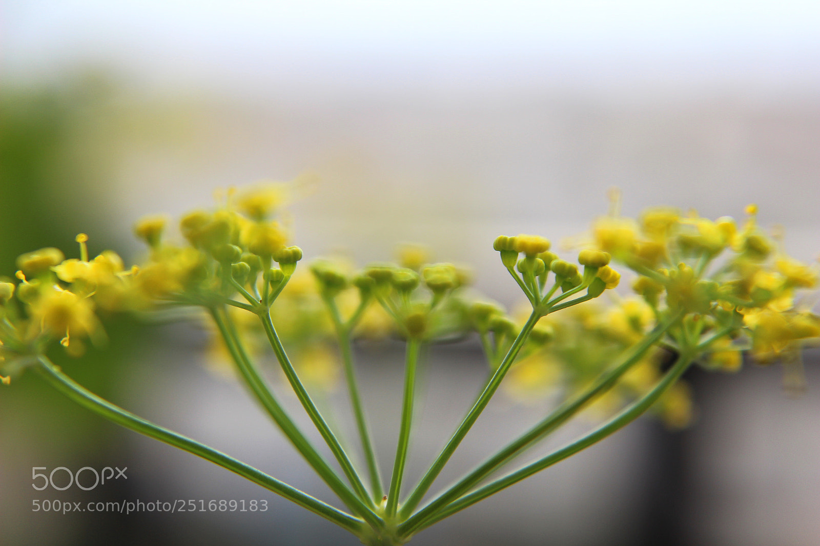Canon EOS 600D (Rebel EOS T3i / EOS Kiss X5) sample photo. Fennel2 photography