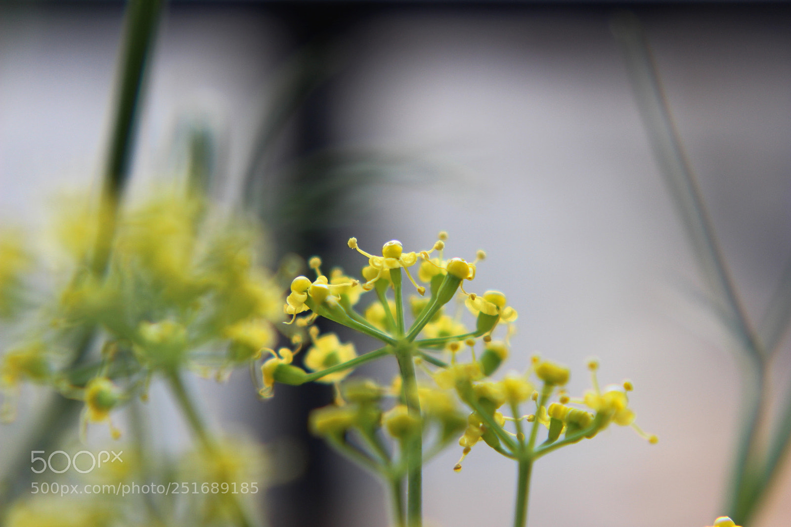 Canon EOS 600D (Rebel EOS T3i / EOS Kiss X5) sample photo. Fennel1 photography
